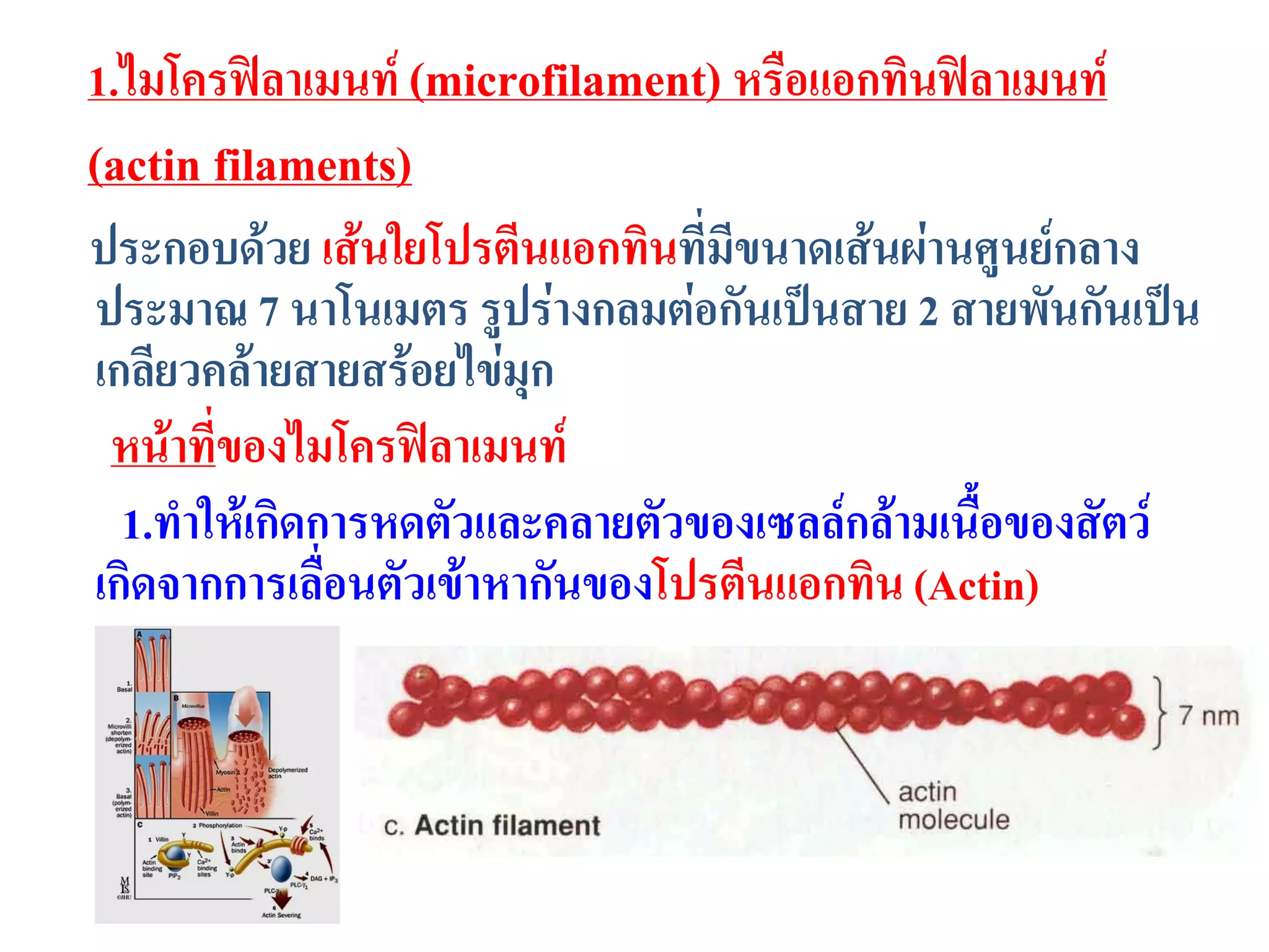 1.ไมโครฟิลาเมนท์ (microfilament) หรือแอกทินฟิลาเมนท์
(actin filaments)
ประกอบด้วย เส้นใยโปรตีนแอกทินที่มีขนาดเส้นผ่านศูนย์กลาง
ประมาณ 7 นาโนเมตร รูปร่างกลมต่อกันเป็นสาย 2 สายพันกันเป็น
เกลียวคล้ายสายสร้อยไข่มุก
หน้าที่ของไมโครฟิลาเมนท์
1.ทาให้เกิดการหดตัวและคลายตัวของเซลล์กล้ามเนื้อของสัตว์
เกิดจากการเลื่อนตัวเข้าหากันของโปรตีนแอกทิน (Actin)
 