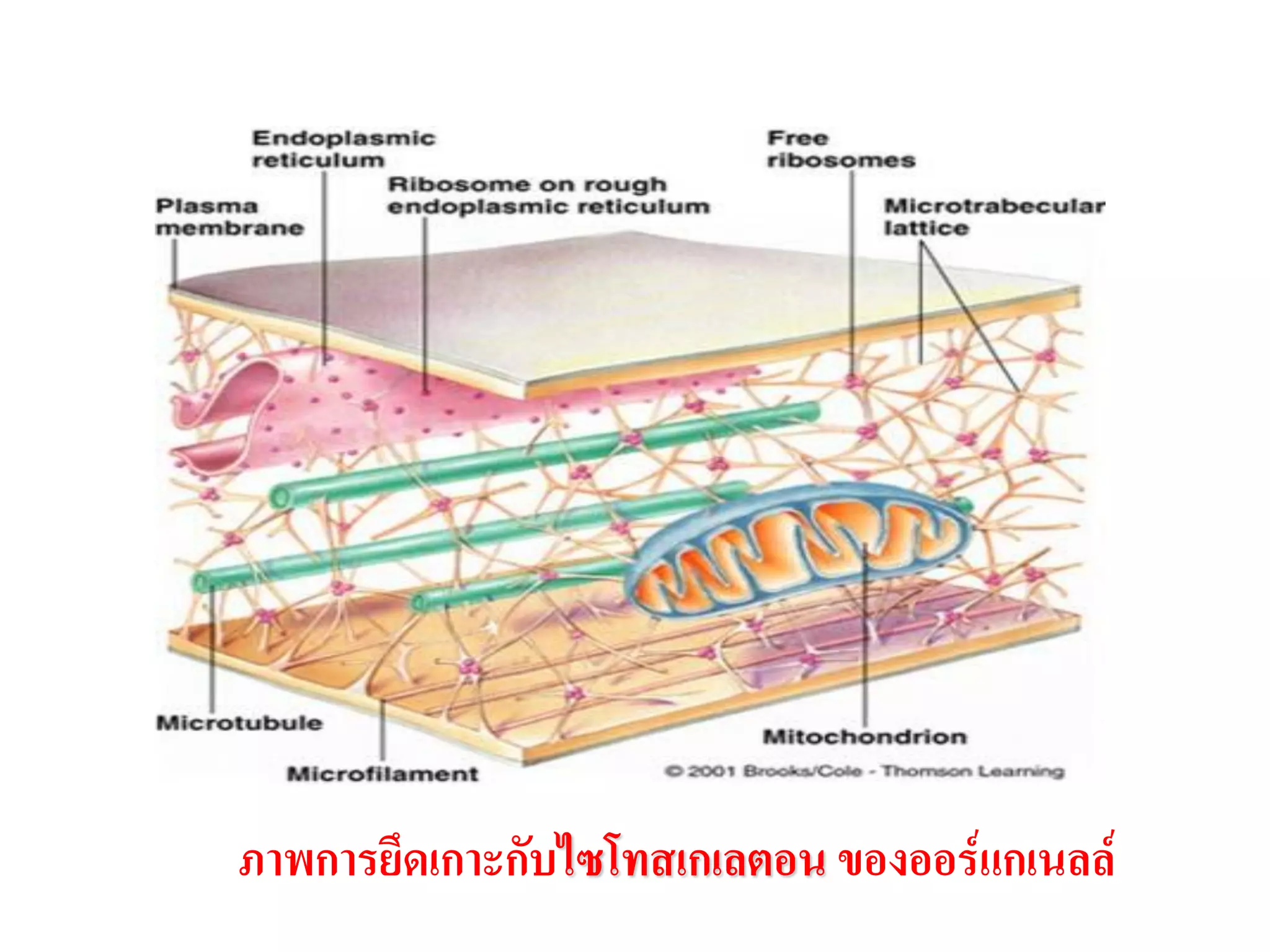 ภาพการยึดเกาะกับไซโทสเกเลตอน ของออร์แกเนลล์
 
