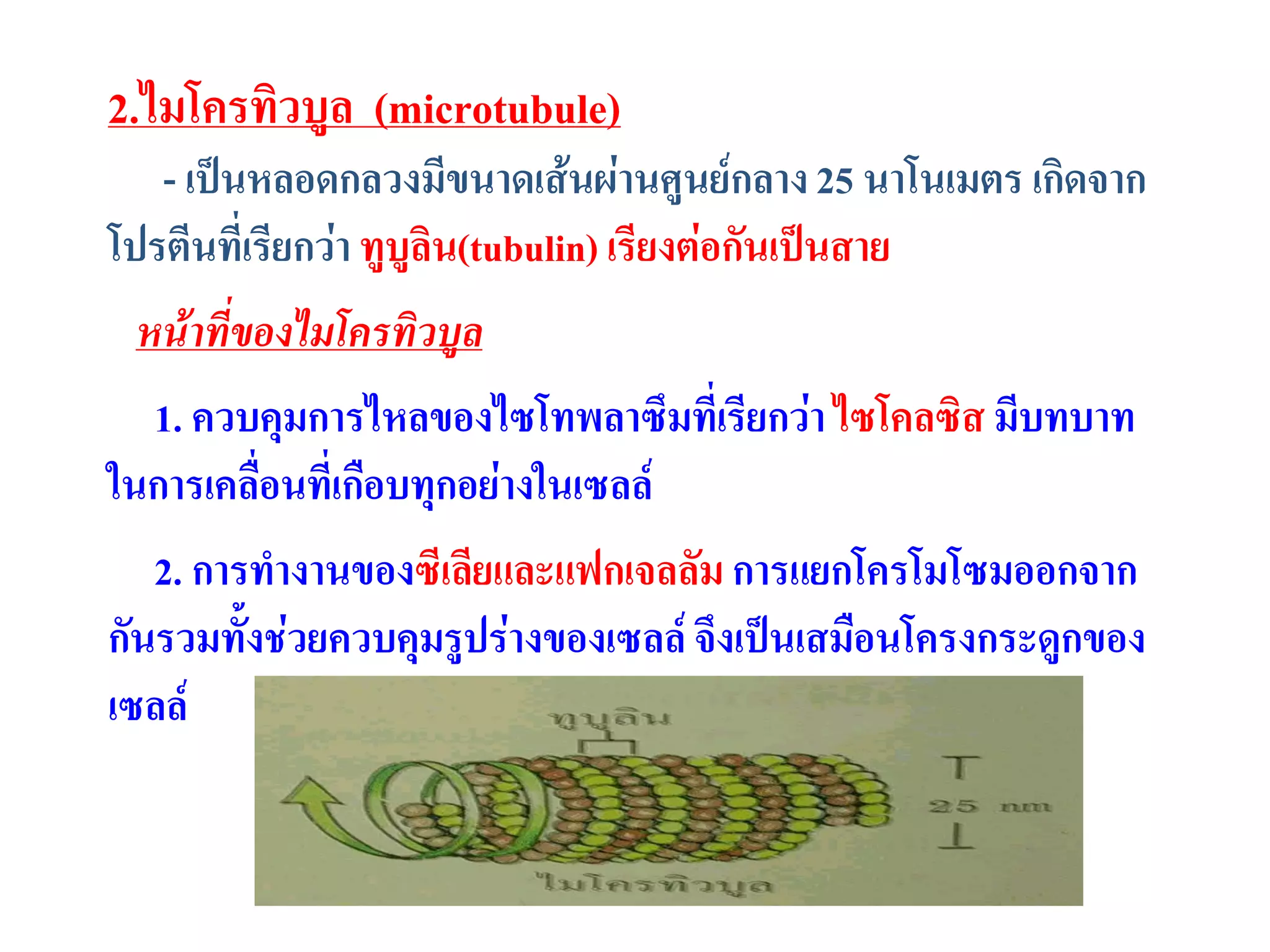 2.ไมโครทิวบูล (microtubule)
- เป็นหลอดกลวงมีขนาดเส้นผ่านศูนย์กลาง25 นาโนเมตร เกิดจาก
โปรตีนที่เรียกว่า ทูบูลิน(tubulin)เรียงต่อกันเป็นสาย
หน้าที่ของไมโครทิวบูล
1. ควบคุมการไหลของไซโทพลาซึมที่เรียกว่าไซโคลซิส มีบทบาท
ในการเคลื่อนที่เกือบทุกอย่างในเซลล์
2. การทางานของซีเลียและแฟกเจลลัม การแยกโครโมโซมออกจาก
กันรวมทั้งช่วยควบคุมรูปร่างของเซลล์ จึงเป็นเสมือนโครงกระดูกของ
เซลล์
 