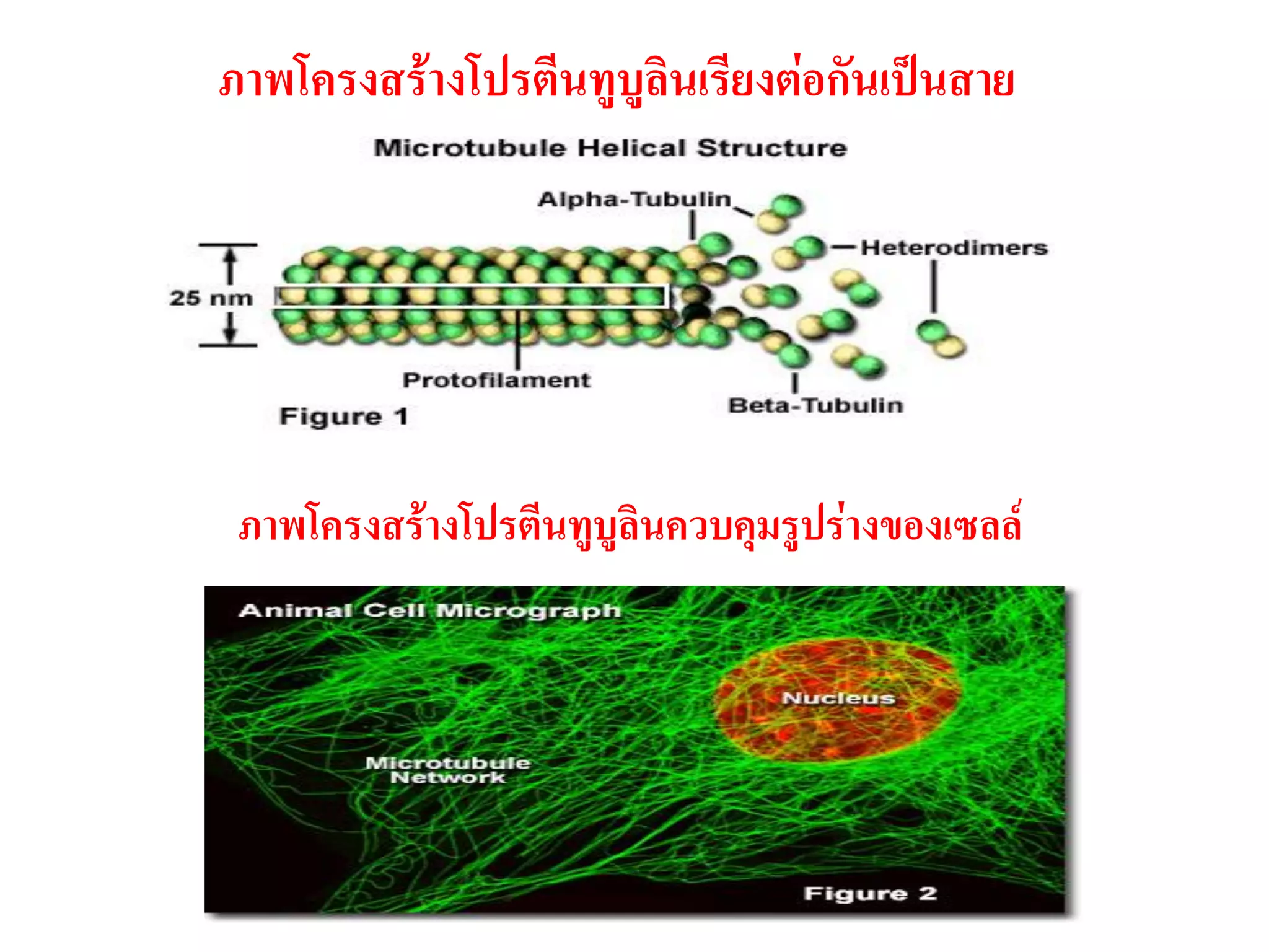 ภาพโครงสร้างโปรตีนทูบูลินเรียงต่อกันเป็นสาย
ภาพโครงสร้างโปรตีนทูบูลินควบคุมรูปร่างของเซลล์
 