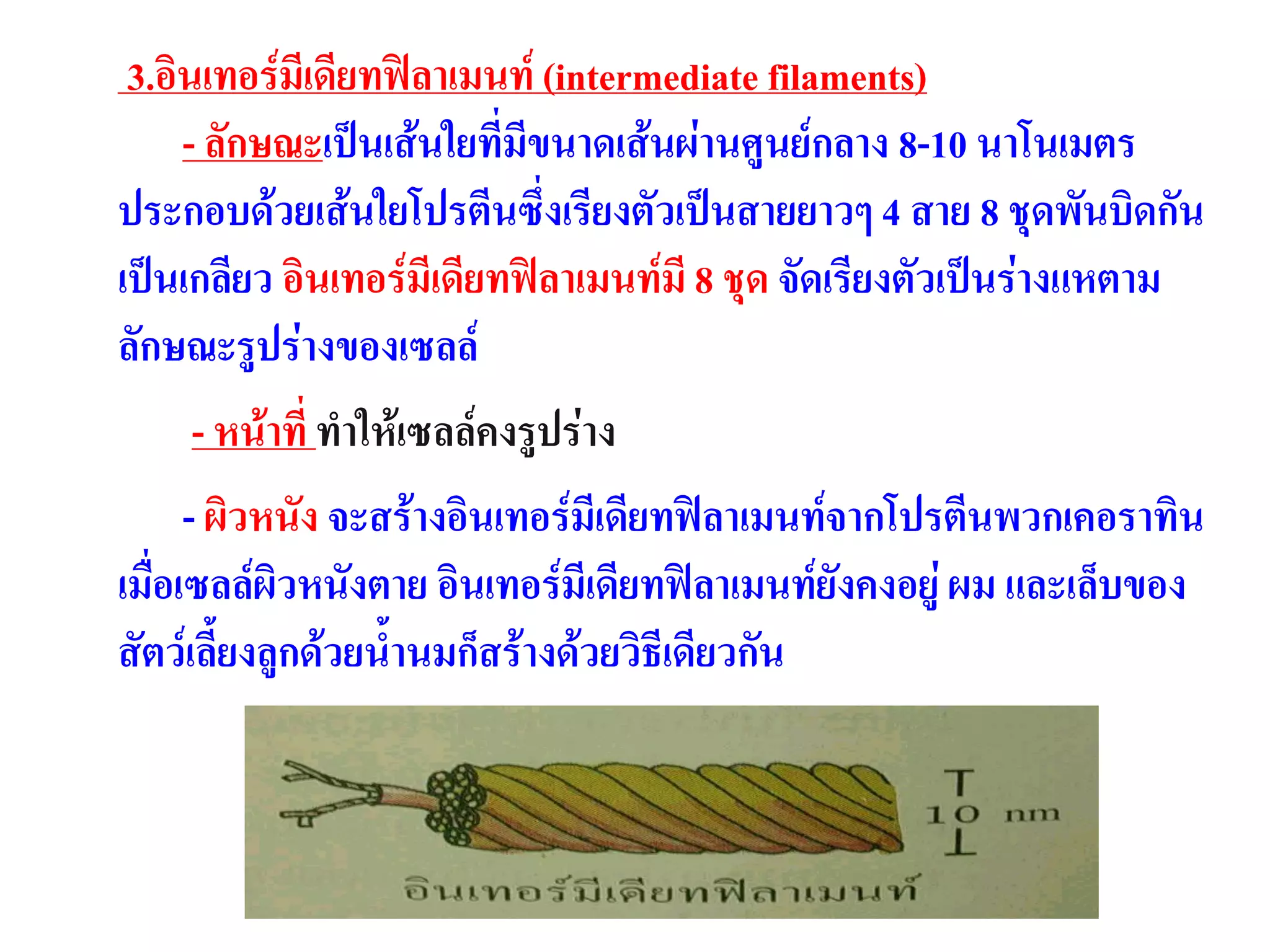 3.อินเทอร์มีเดียทฟิลาเมนท์ (intermediate filaments)
- ลักษณะเป็นเส้นใยที่มีขนาดเส้นผ่านศูนย์กลาง 8-10 นาโนเมตร
ประกอบด้วยเส้นใยโปรตีนซึ่งเรียงตัวเป็นสายยาวๆ 4 สาย 8 ชุดพันบิดกัน
เป็นเกลียว อินเทอร์มีเดียทฟิลาเมนท์มี 8 ชุด จัดเรียงตัวเป็นร่างแหตาม
ลักษณะรูปร่างของเซลล์
- หน้าที่ ทาให้เซลล์คงรูปร่าง
- ผิวหนัง จะสร้างอินเทอร์มีเดียทฟิลาเมนท์จากโปรตีนพวกเคอราทิน
เมื่อเซลล์ผิวหนังตาย อินเทอร์มีเดียทฟิลาเมนท์ยังคงอยู่ ผม และเล็บของ
สัตว์เลี้ยงลูกด้วยน้านมก็สร้างด้วยวิธีเดียวกัน
 