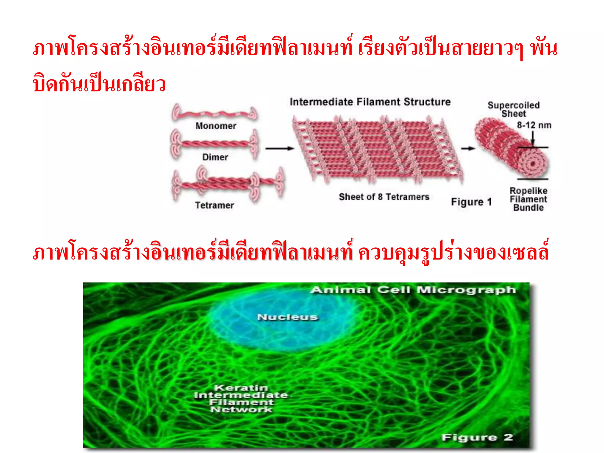 ภาพโครงสร้างอินเทอร์มีเดียทฟิลาเมนท์ เรียงตัวเป็นสายยาวๆ พัน
บิดกันเป็นเกลียว
ภาพโครงสร้างอินเทอร์มีเดียทฟิลาเมนท์ ควบคุมรูปร่างของเซลล์
 