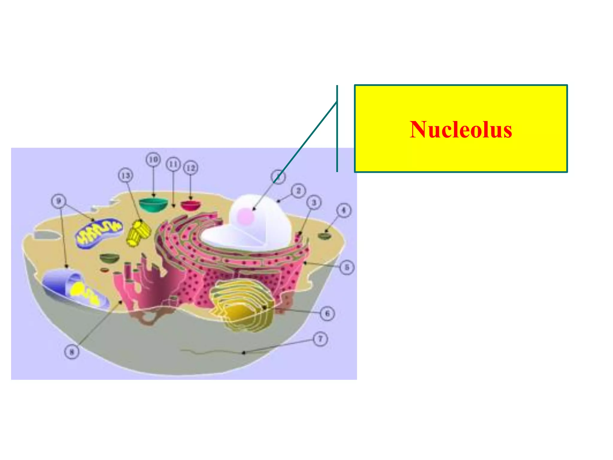 Nucleolus
 