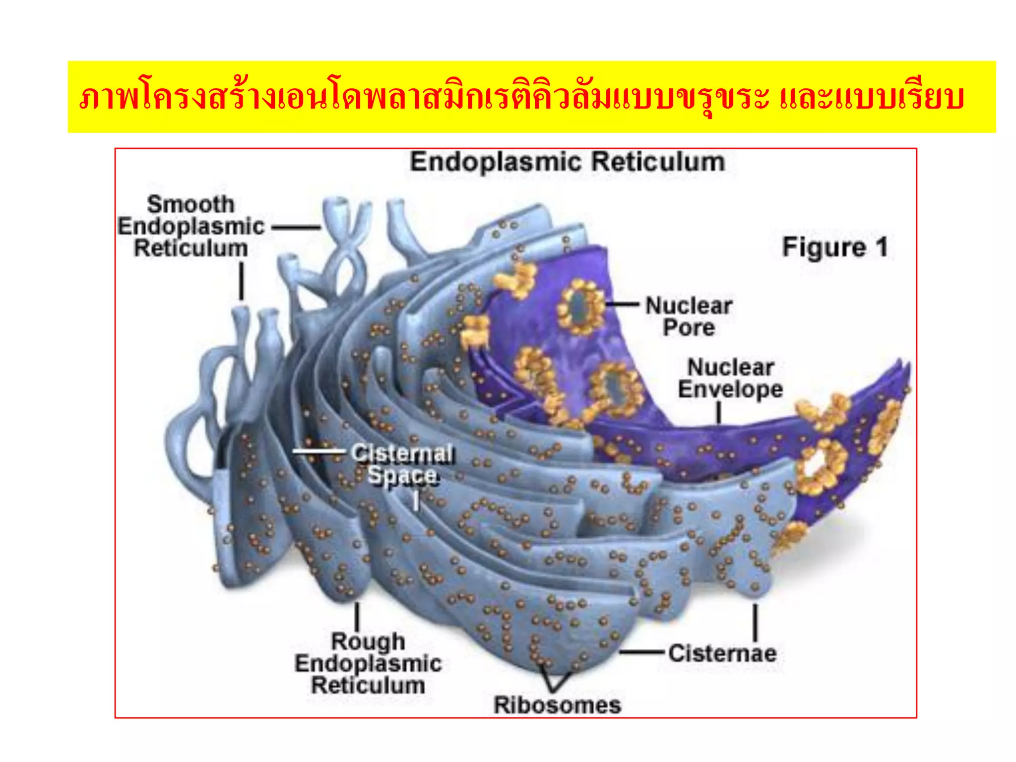 ภาพโครงสร้างเอนโดพลาสมิกเรติคิวลัมแบบขรุขระ และแบบเรียบ
 
