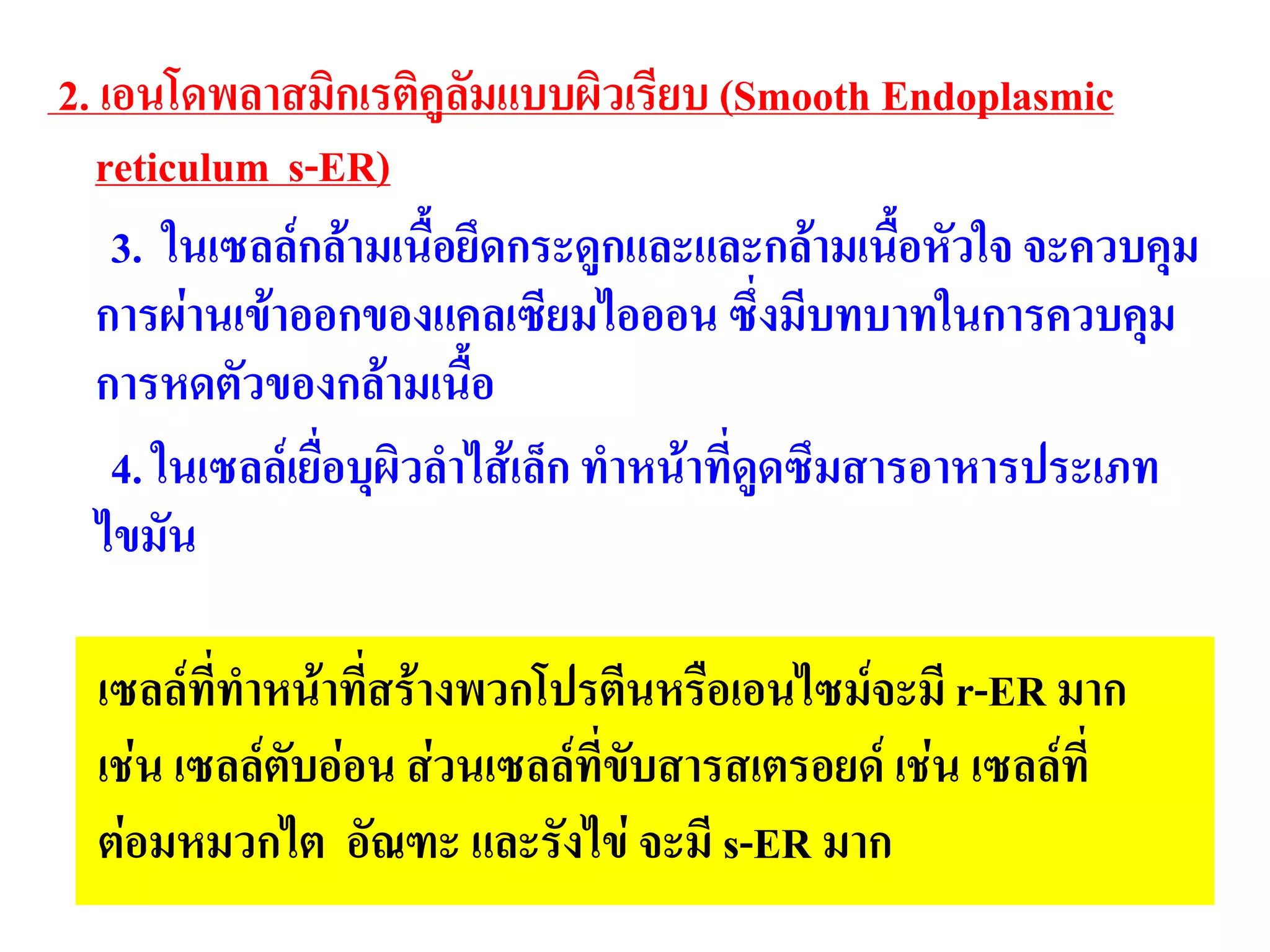2. เอนโดพลาสมิกเรติคูลัมแบบผิวเรียบ (Smooth Endoplasmic
reticulum s-ER)
3. ในเซลล์กล้ามเนื้อยึดกระดูกและและกล้ามเนื้อหัวใจ จะควบคุม
การผ่านเข้าออกของแคลเซียมไอออน ซึ่งมีบทบาทในการควบคุม
การหดตัวของกล้ามเนื้อ
4. ในเซลล์เยื่อบุผิวลาไส้เล็ก ทาหน้าที่ดูดซึมสารอาหารประเภท
ไขมัน
เซลล์ที่ทาหน้าที่สร้างพวกโปรตีนหรือเอนไซม์จะมี r-ER มาก
เช่น เซลล์ตับอ่อน ส่วนเซลล์ที่ขับสารสเตรอยด์ เช่น เซลล์ที่
ต่อมหมวกไต อัณฑะ และรังไข่ จะมี s-ER มาก
 
