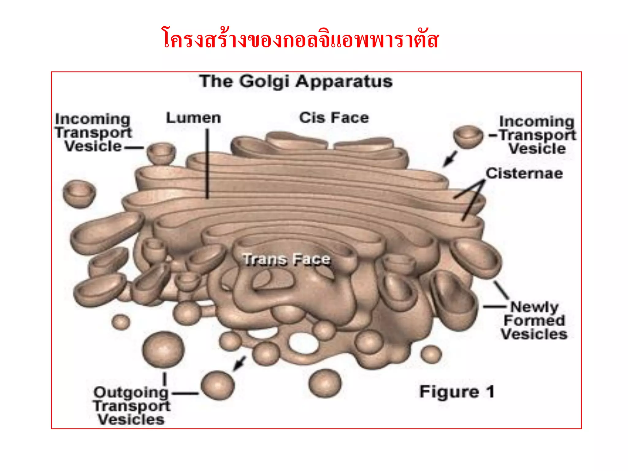 โครงสร้างของกอลจิแอพพาราตัส
 