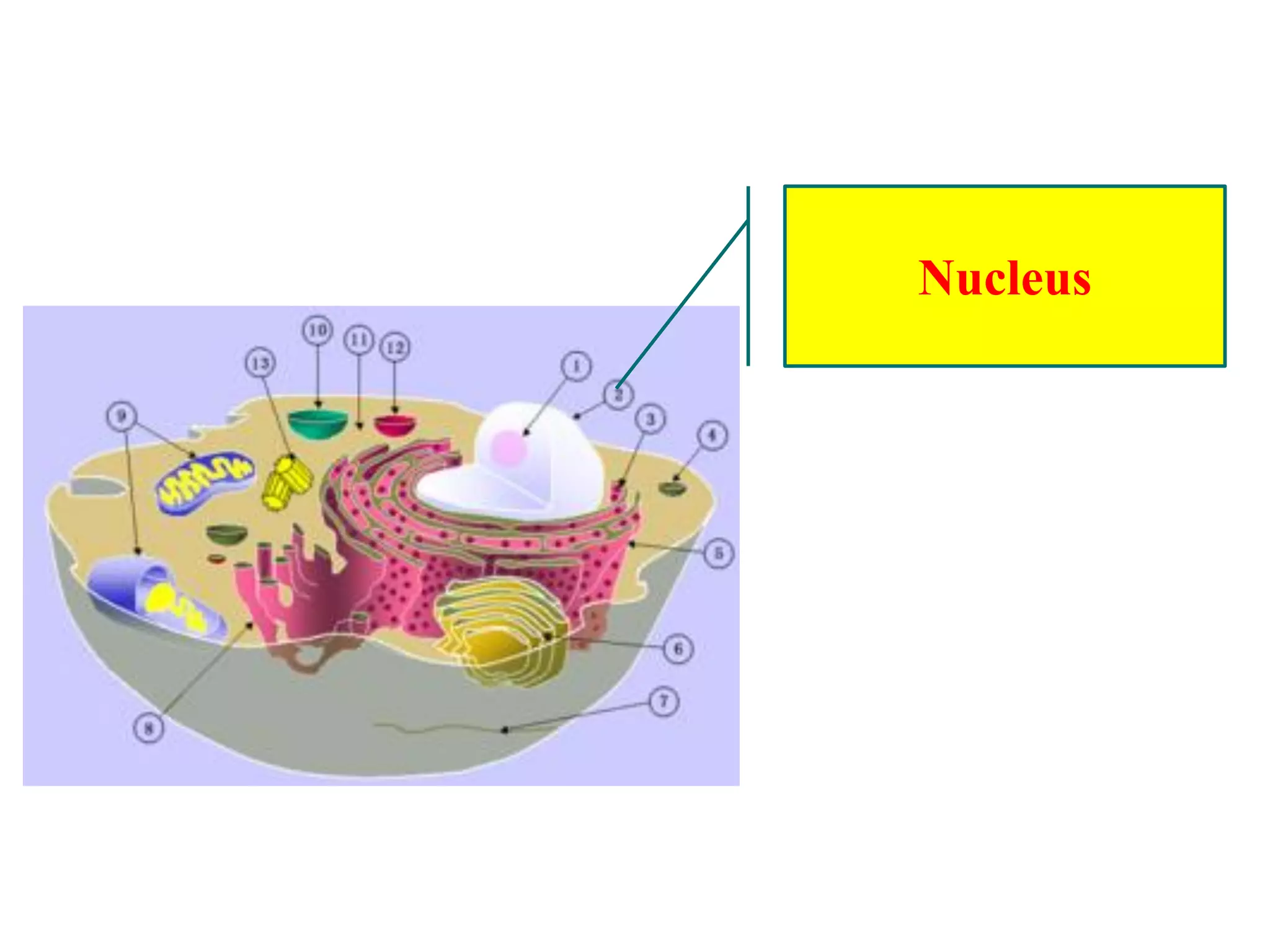 Nucleus
 