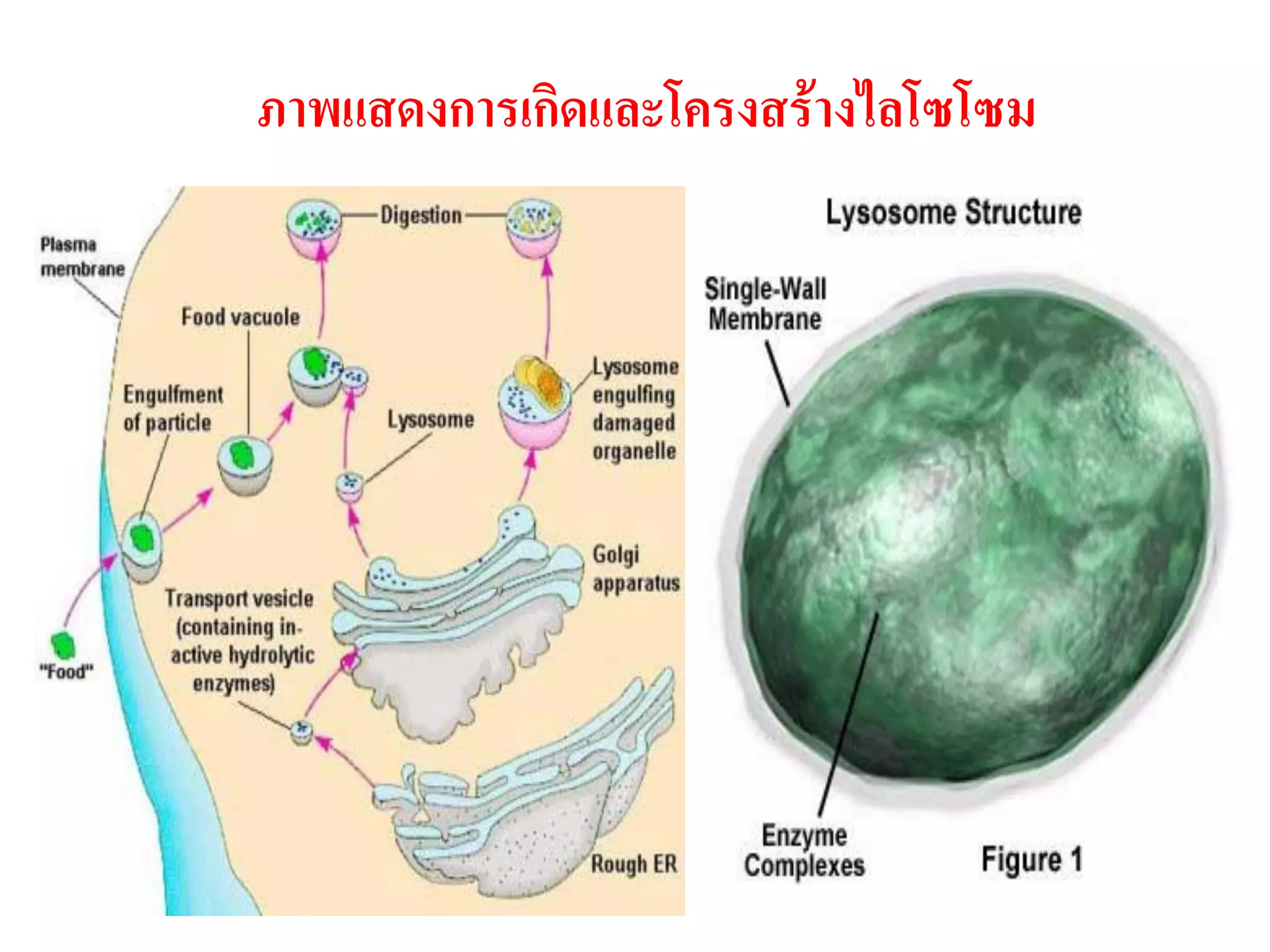 ภาพแสดงการเกิดและโครงสร้างไลโซโซม
 