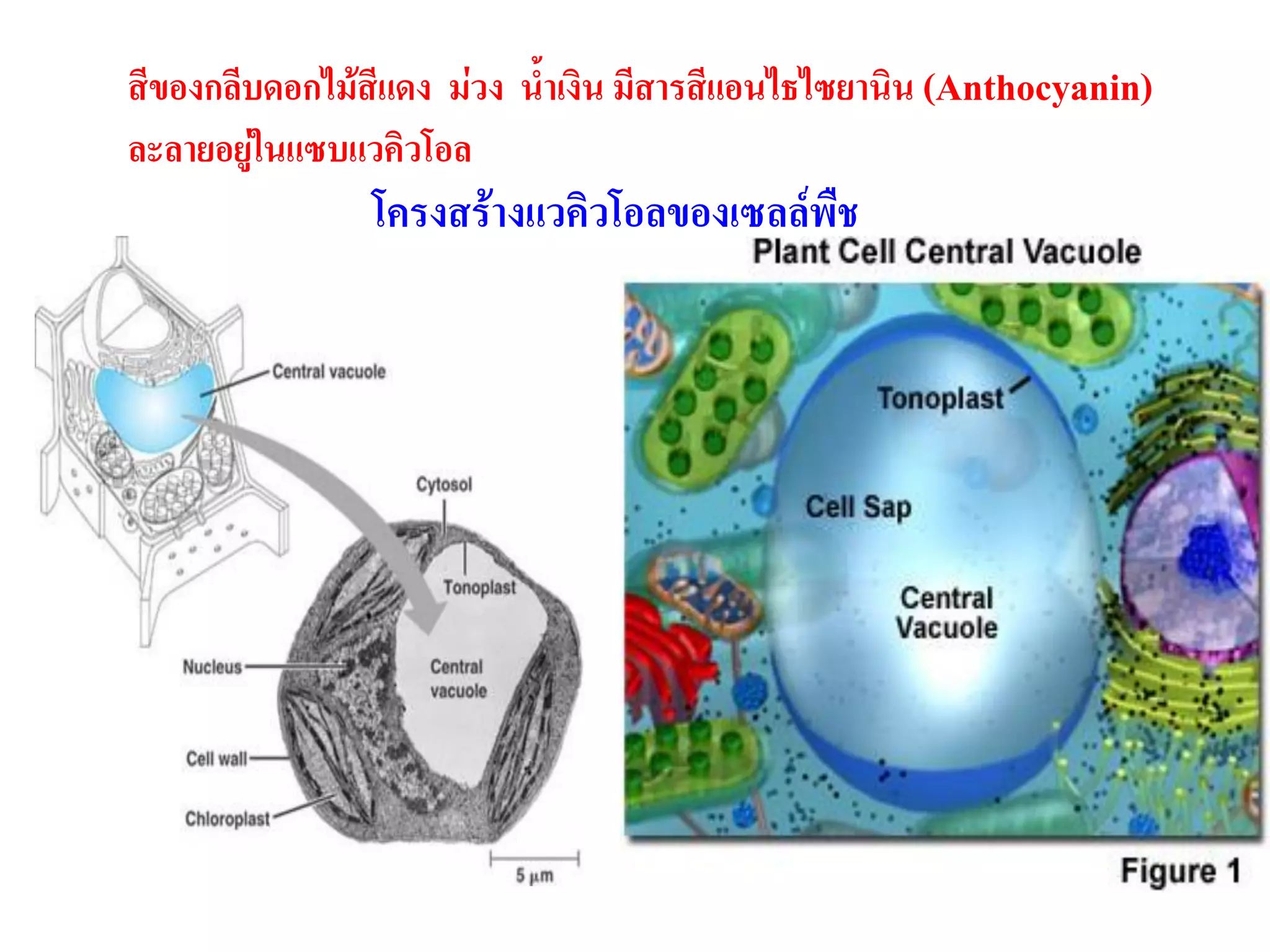 สีของกลีบดอกไม้สีแดง ม่วง น้าเงิน มีสารสีแอนไธไซยานิน (Anthocyanin)
ละลายอยู่ในแซบแวคิวโอล
โครงสร้างแวคิวโอลของเซลล์พืช
 