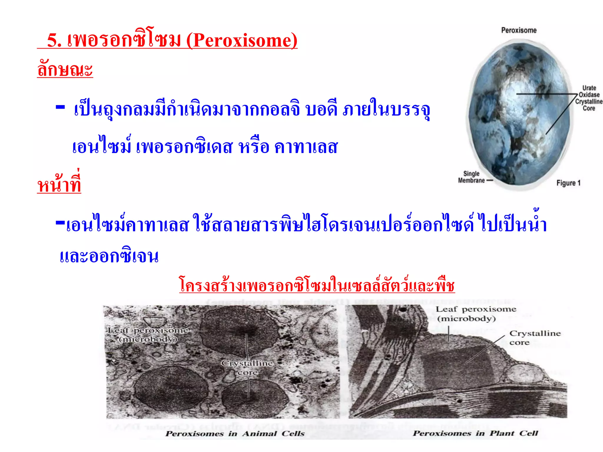 5. เพอรอกซิโซม (Peroxisome)
ลักษณะ
- เป็นถุงกลมมีกาเนิดมาจากกอลจิ บอดี ภายในบรรจุ
เอนไซม์ เพอรอกซิเดส หรือ คาทาเลส
หน้าที่
-เอนไซม์คาทาเลส ใช้สลายสารพิษไฮโดรเจนเปอร์ออกไซด์ ไปเป็นน้า
และออกซิเจน
โครงสร้างเพอรอกซิโซมในเซลล์สัตว์และพืช
 