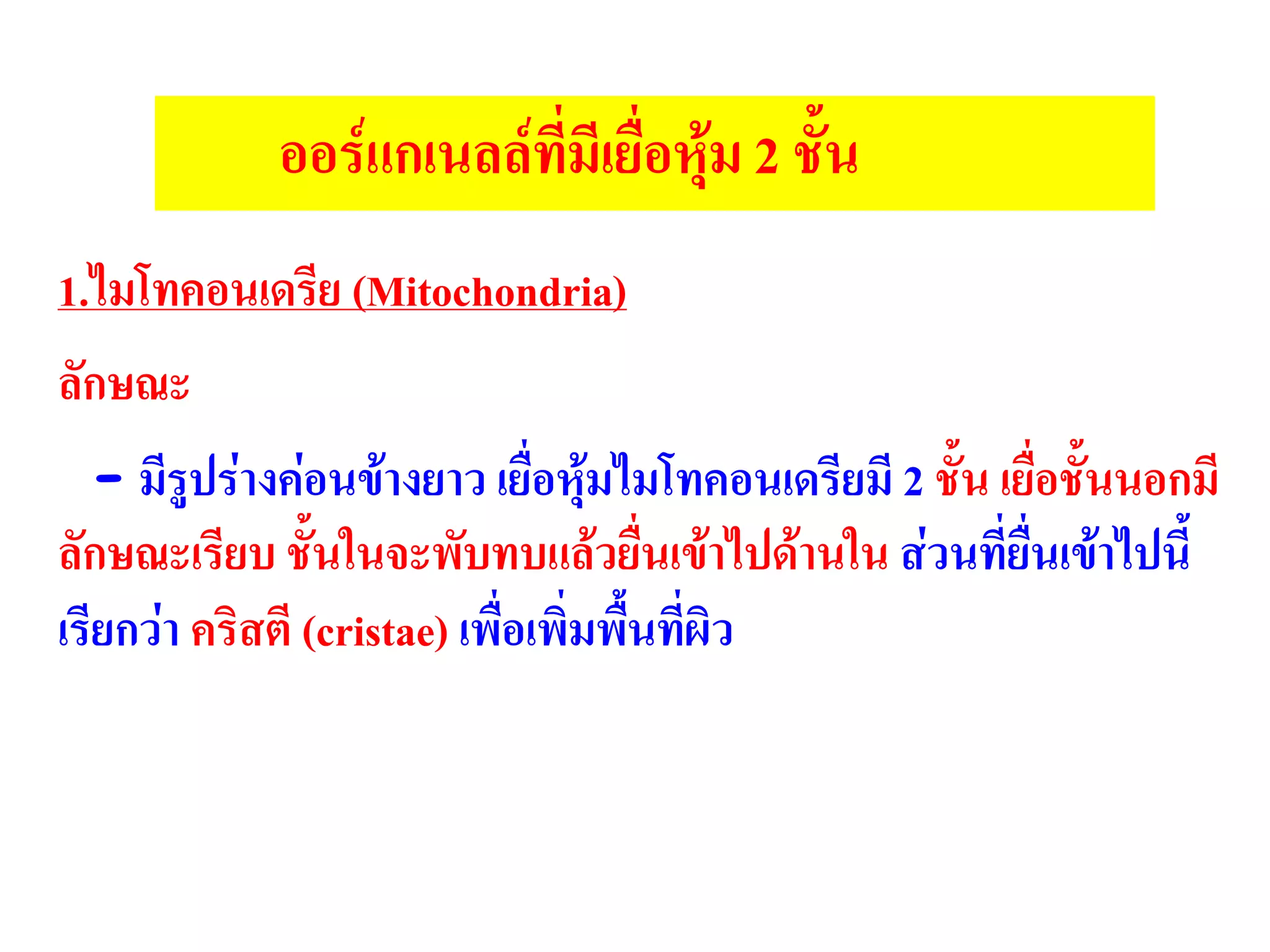 1.ไมโทคอนเดรีย (Mitochondria)
ลักษณะ
- มีรูปร่างค่อนข้างยาว เยื่อหุ้มไมโทคอนเดรียมี 2 ชั้น เยื่อชั้นนอกมี
ลักษณะเรียบ ชั้นในจะพับทบแล้วยื่นเข้าไปด้านใน ส่วนที่ยื่นเข้าไปนี้
เรียกว่า คริสตี (cristae) เพื่อเพิ่มพื้นที่ผิว
ออร์แกเนลล์ที่มีเยื่อหุ้ม 2 ชั้น
 
