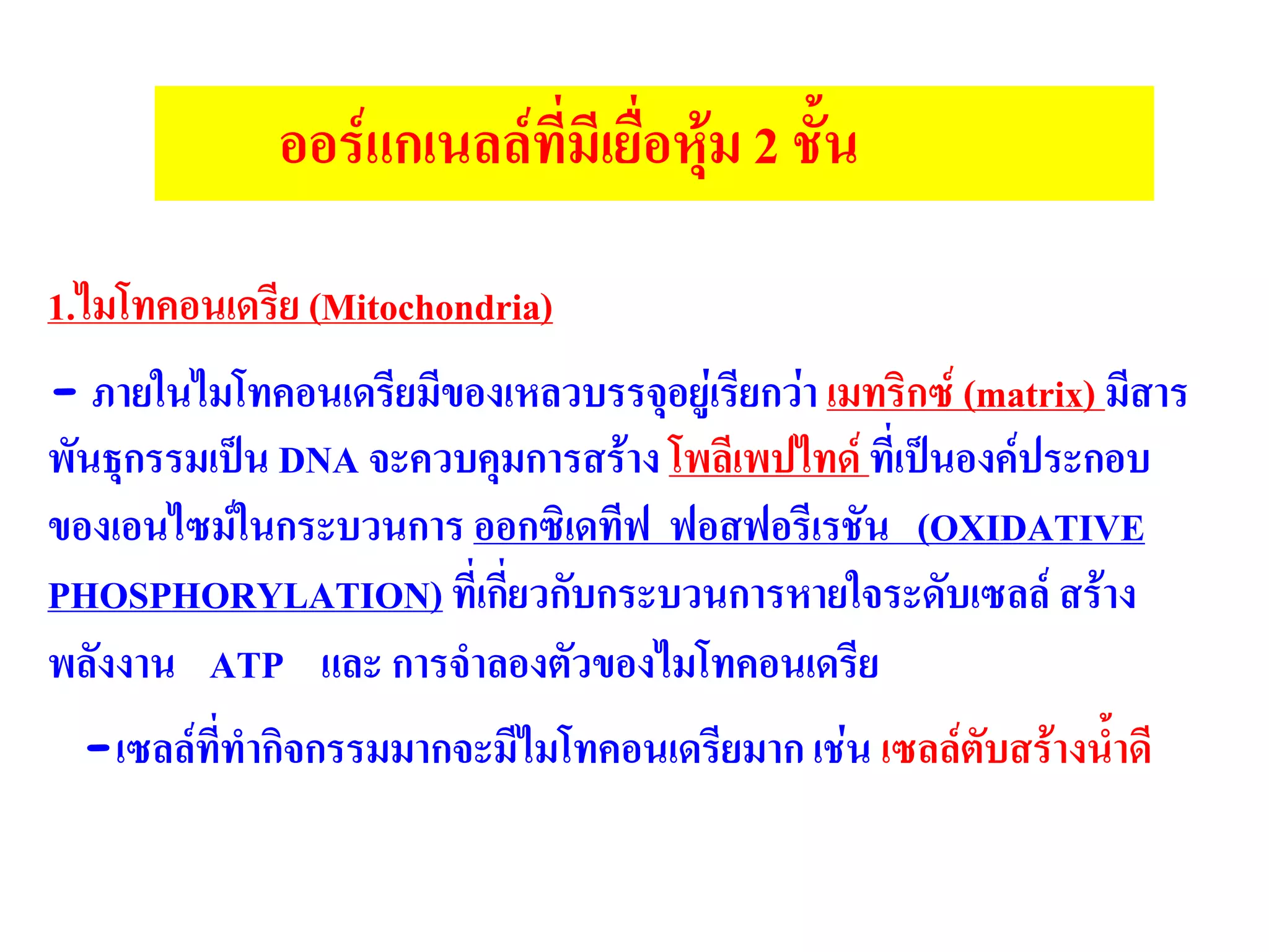 1.ไมโทคอนเดรีย (Mitochondria)
- ภายในไมโทคอนเดรียมีของเหลวบรรจุอยู่เรียกว่า เมทริกซ์ (matrix) มีสาร
พันธุกรรมเป็น DNA จะควบคุมการสร้าง โพลีเพปไทด์ ที่เป็นองค์ประกอบ
ของเอนไซม์ในกระบวนการ ออกซิเดทีฟ ฟอสฟอรีเรชัน (OXIDATIVE
PHOSPHORYLATION) ที่เกี่ยวกับกระบวนการหายใจระดับเซลล์ สร้าง
พลังงาน ATP และ การจาลองตัวของไมโทคอนเดรีย
-เซลล์ที่ทากิจกรรมมากจะมีไมโทคอนเดรียมาก เช่น เซลล์ตับสร้างน้าดี
ออร์แกเนลล์ที่มีเยื่อหุ้ม 2 ชั้น
 
