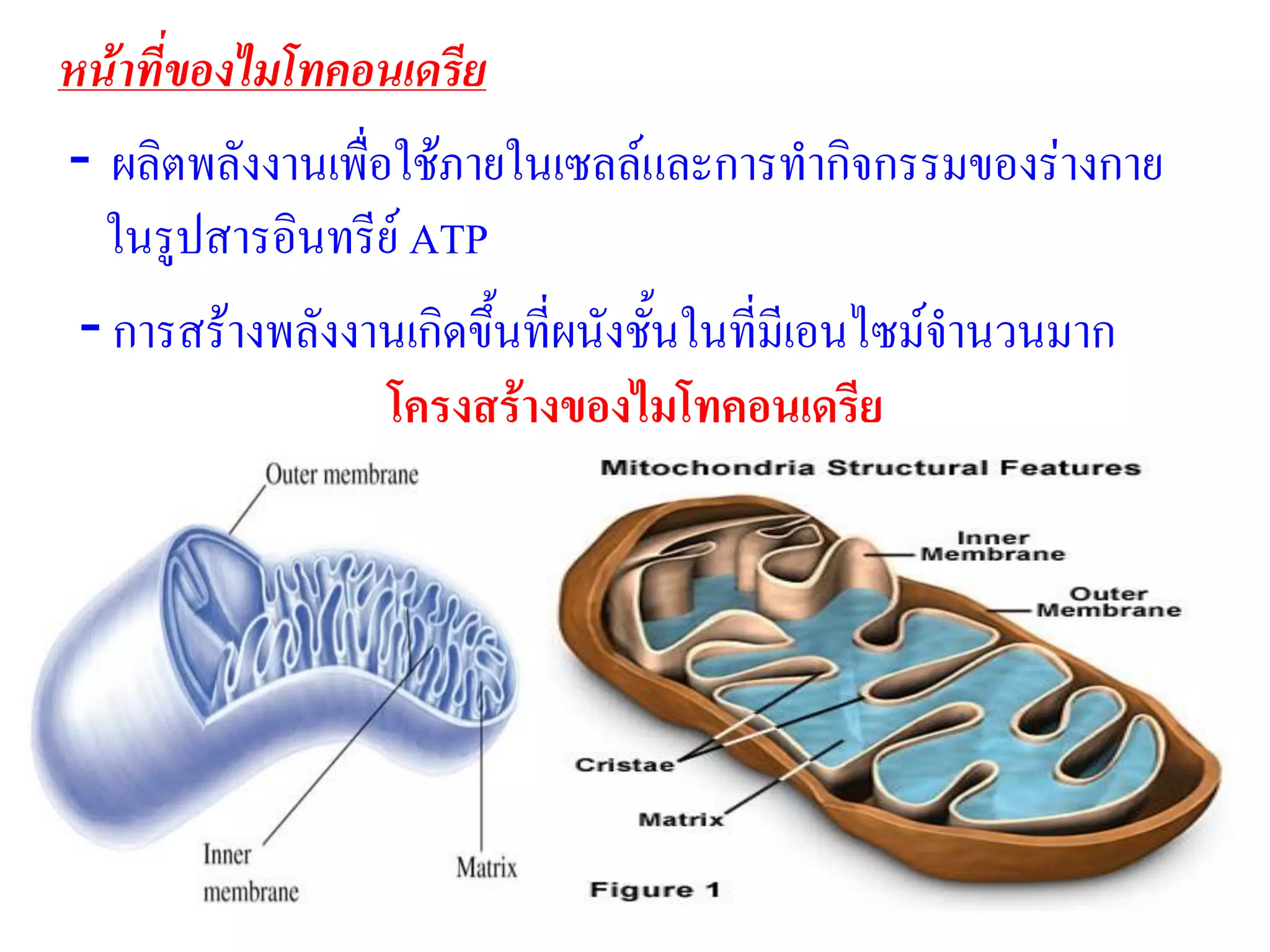 หน้าที่ของไมโทคอนเดรีย
- ผลิตพลังงานเพื่อใช้ภายในเซลล์และการทากิจกรรมของร่างกาย
ในรูปสารอินทรีย์ ATP
- การสร้างพลังงานเกิดขึ้นที่ผนังชั้นในที่มีเอนไซม์จานวนมาก
โครงสร้างของไมโทคอนเดรีย
 