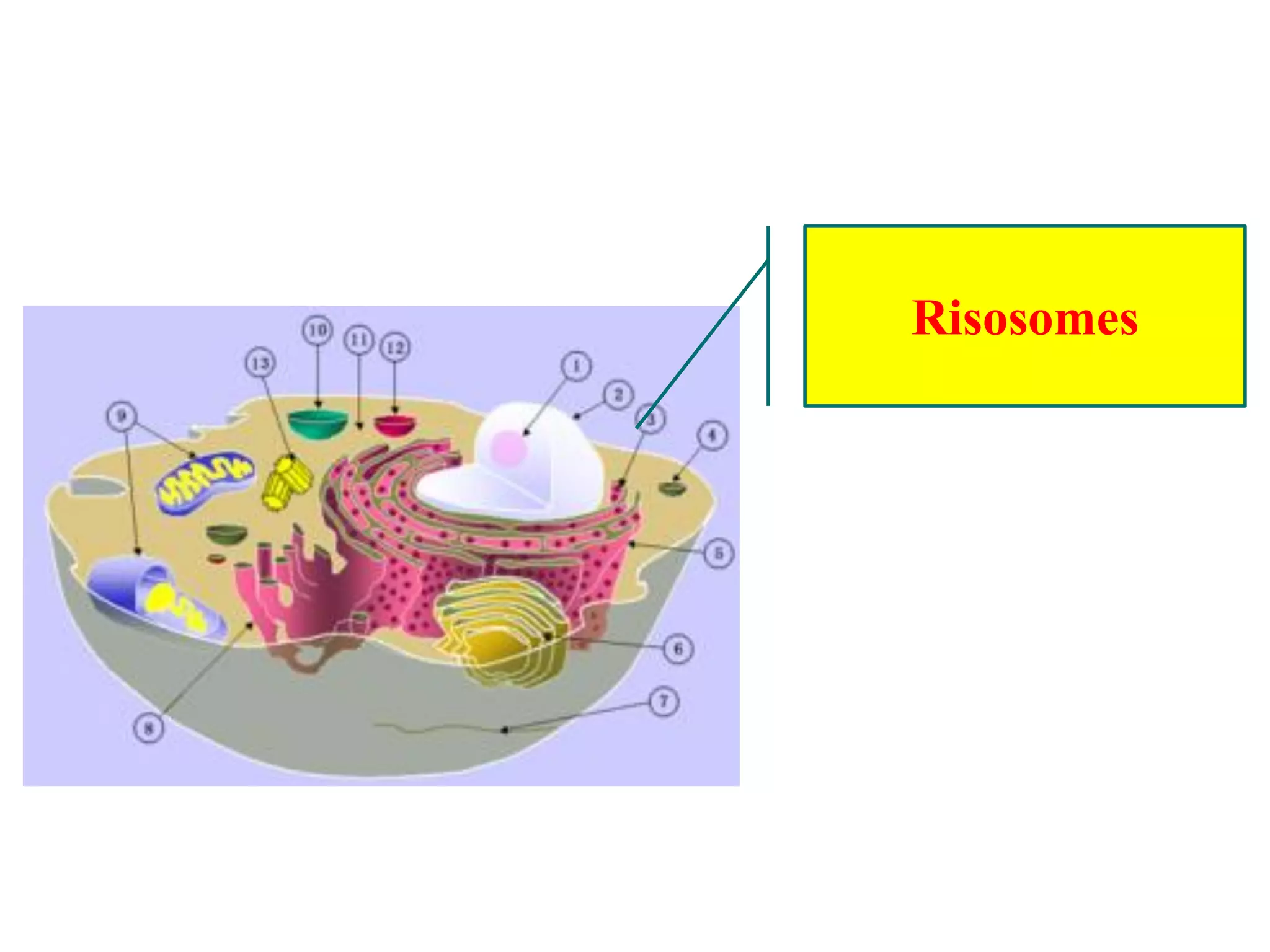 Risosomes
 