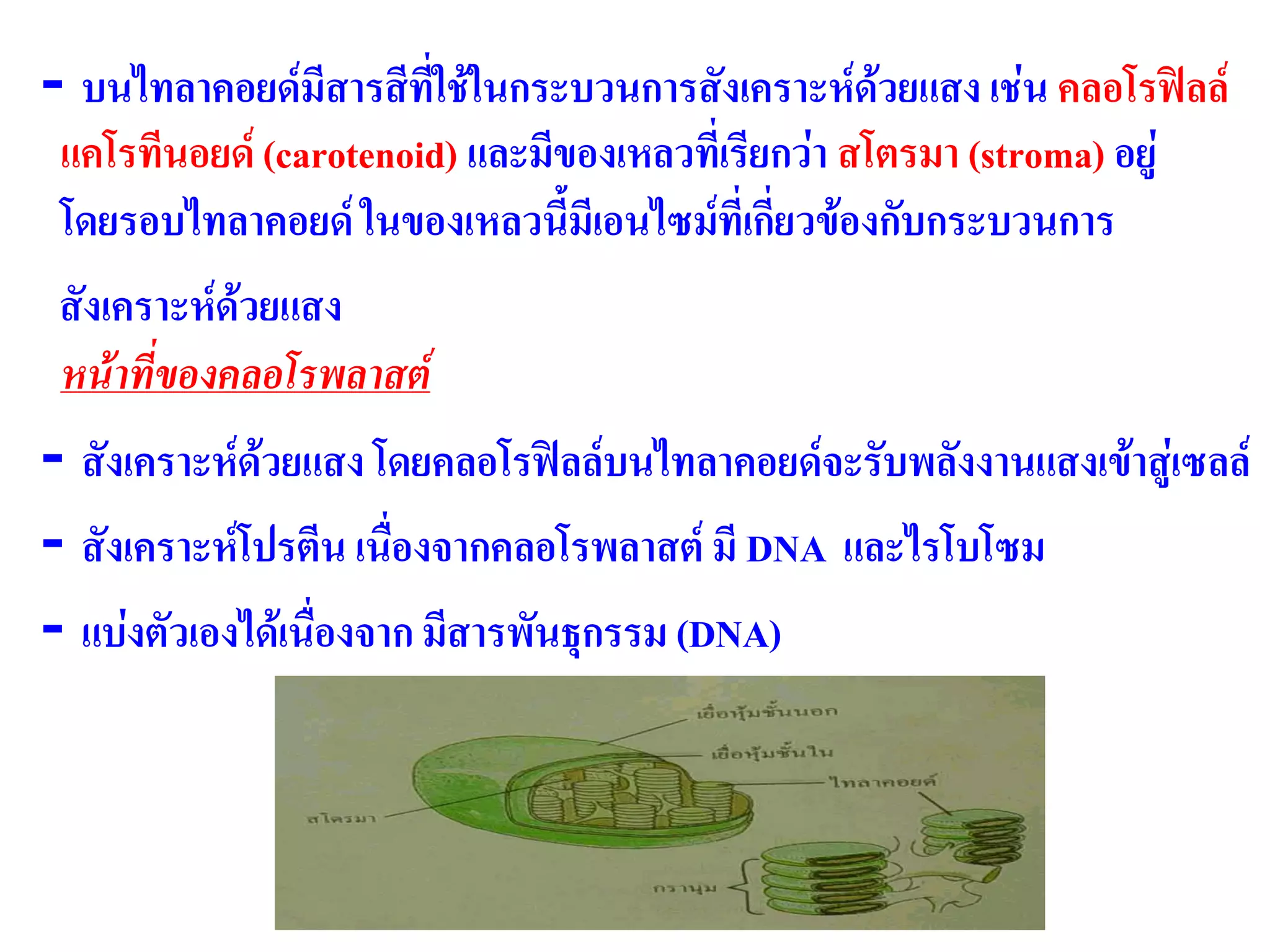 - บนไทลาคอยด์มีสารสีที่ใช้ในกระบวนการสังเคราะห์ด้วยแสง เช่น คลอโรฟิลล์
แคโรทีนอยด์ (carotenoid) และมีของเหลวที่เรียกว่า สโตรมา (stroma) อยู่
โดยรอบไทลาคอยด์ ในของเหลวนี้มีเอนไซม์ที่เกี่ยวข้องกับกระบวนการ
สังเคราะห์ด้วยแสง
หน้าที่ของคลอโรพลาสต์
- สังเคราะห์ด้วยแสง โดยคลอโรฟิลล์บนไทลาคอยด์จะรับพลังงานแสงเข้าสู่เซลล์
- สังเคราะห์โปรตีน เนื่องจากคลอโรพลาสต์ มี DNA และไรโบโซม
- แบ่งตัวเองได้เนื่องจาก มีสารพันธุกรรม (DNA)
 