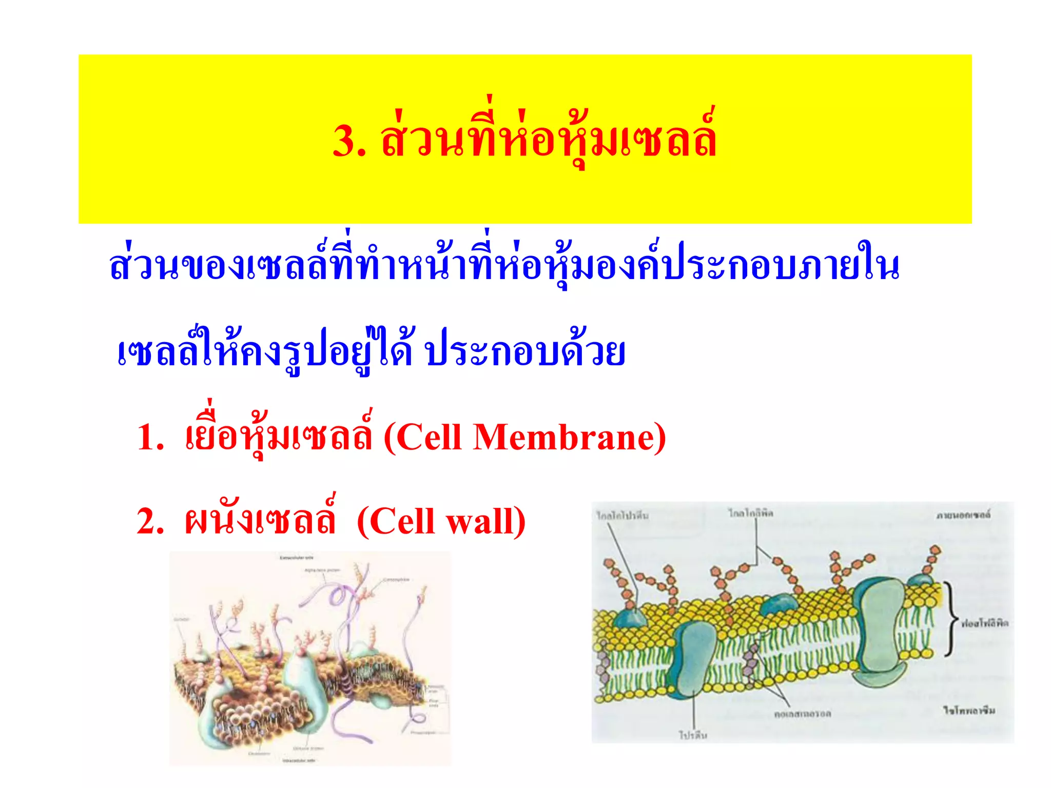 3. ส่วนที่ห่อหุ้มเซลล์
ส่วนของเซลล์ที่ทาหน้าที่ห่อหุ้มองค์ประกอบภายใน
เซลล์ให้คงรูปอยู่ได้ ประกอบด้วย
1. เยื่อหุ้มเซลล์ (Cell Membrane)
2. ผนังเซลล์ (Cell wall)
 