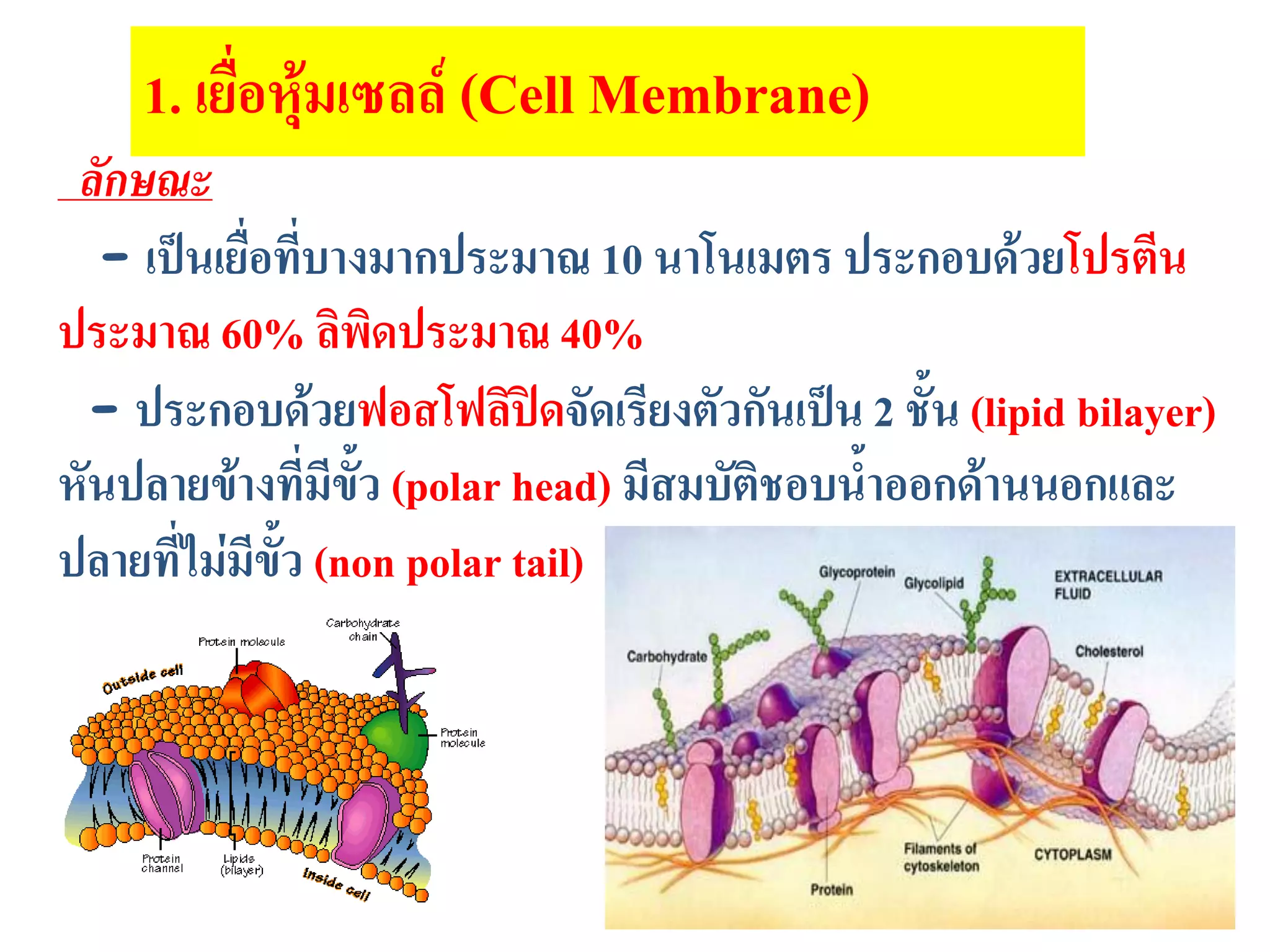 ลักษณะ
- เป็นเยื่อที่บางมากประมาณ 10 นาโนเมตร ประกอบด้วยโปรตีน
ประมาณ 60% ลิพิดประมาณ 40%
- ประกอบด้วยฟอสโฟลิปิดจัดเรียงตัวกันเป็น 2 ชั้น (lipid bilayer)
หันปลายข้างที่มีขั้ว (polar head) มีสมบัติชอบน้าออกด้านนอกและ
ปลายที่ไม่มีขั้ว (non polar tail)
1. เยื่อหุ้มเซลล์ (Cell Membrane)
 