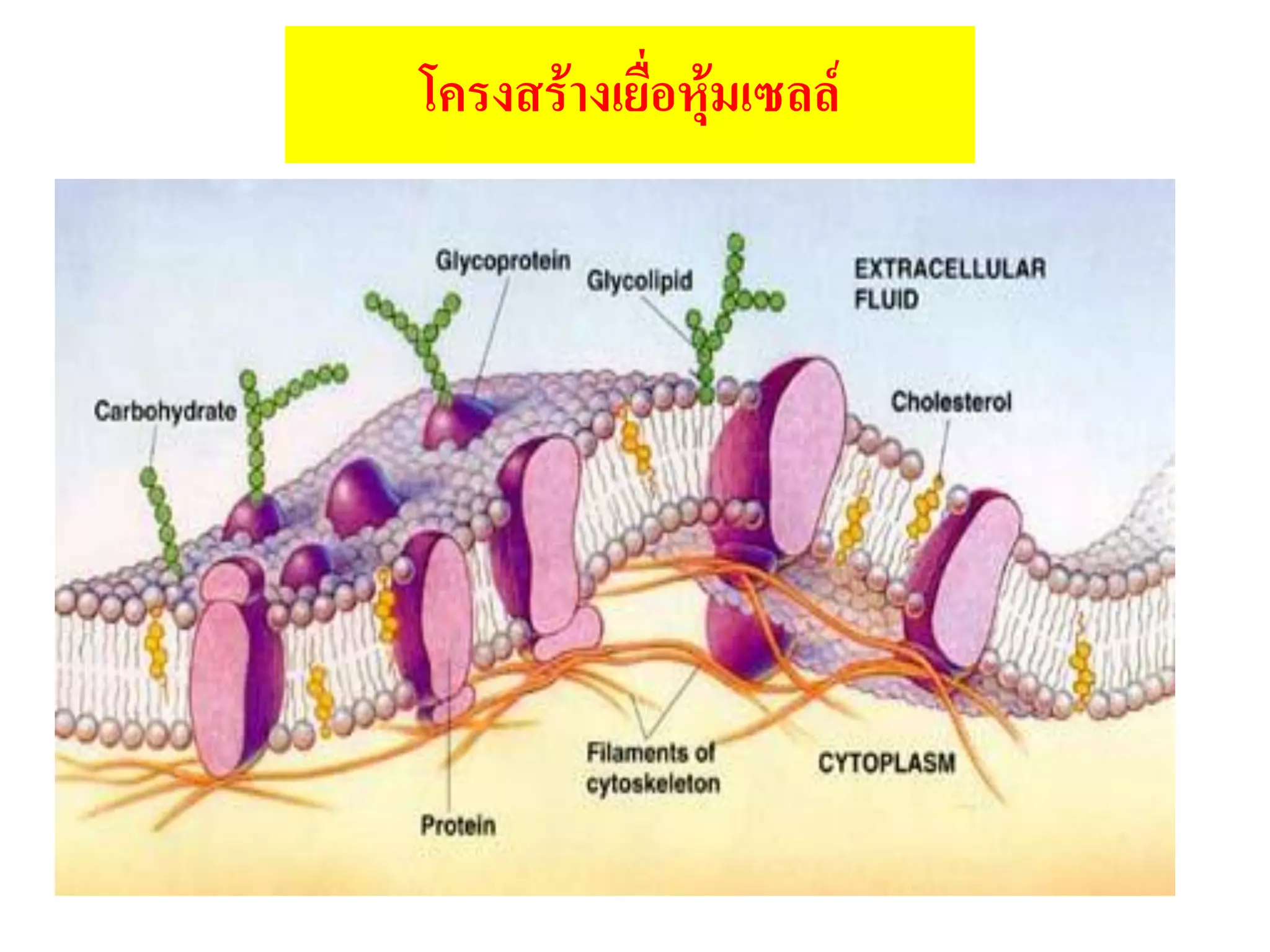 โครงสร้างเยื่อหุ้มเซลล์
 