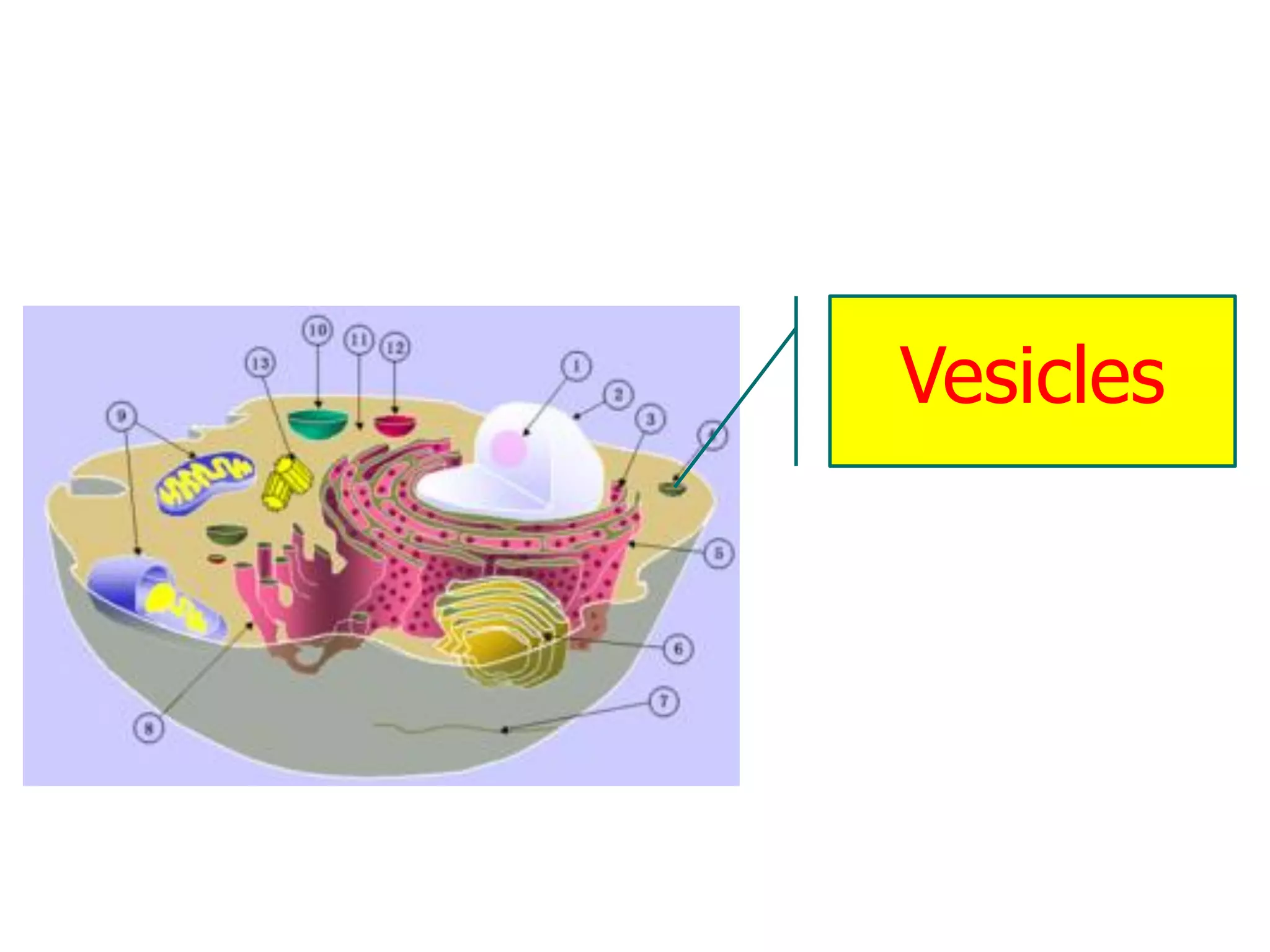 Vesicles
 
