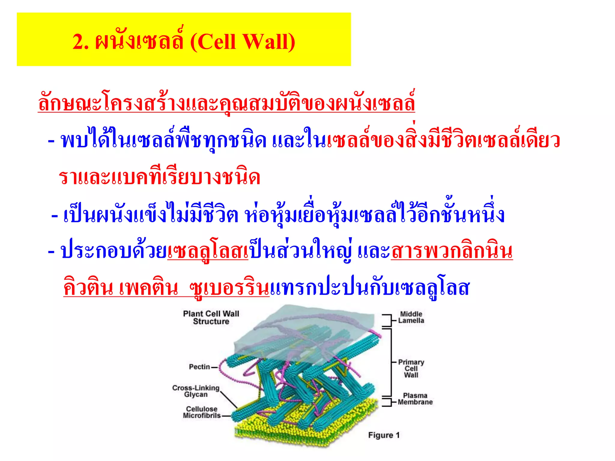 2. ผนังเซลล์ (Cell Wall)
ลักษณะโครงสร้างและคุณสมบัติของผนังเซลล์
- พบได้ในเซลล์พืชทุกชนิด และในเซลล์ของสิ่งมีชีวิตเซลล์เดียว
ราและแบคทีเรียบางชนิด
- เป็นผนังแข็งไม่มีชีวิต ห่อหุ้มเยื่อหุ้มเซลล์ไว้อีกชั้นหนึ่ง
- ประกอบด้วยเซลลูโลสเป็นส่วนใหญ่ และสารพวกลิกนิน
คิวติน เพคติน ซูเบอรรินแทรกปะปนกับเซลลูโลส
 