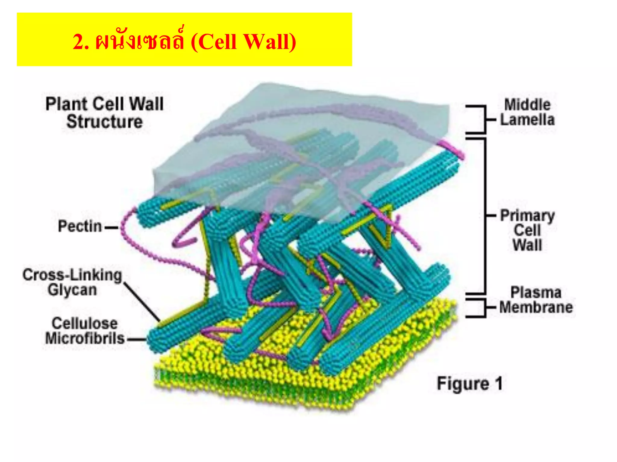 2. ผนังเซลล์ (Cell Wall)
 