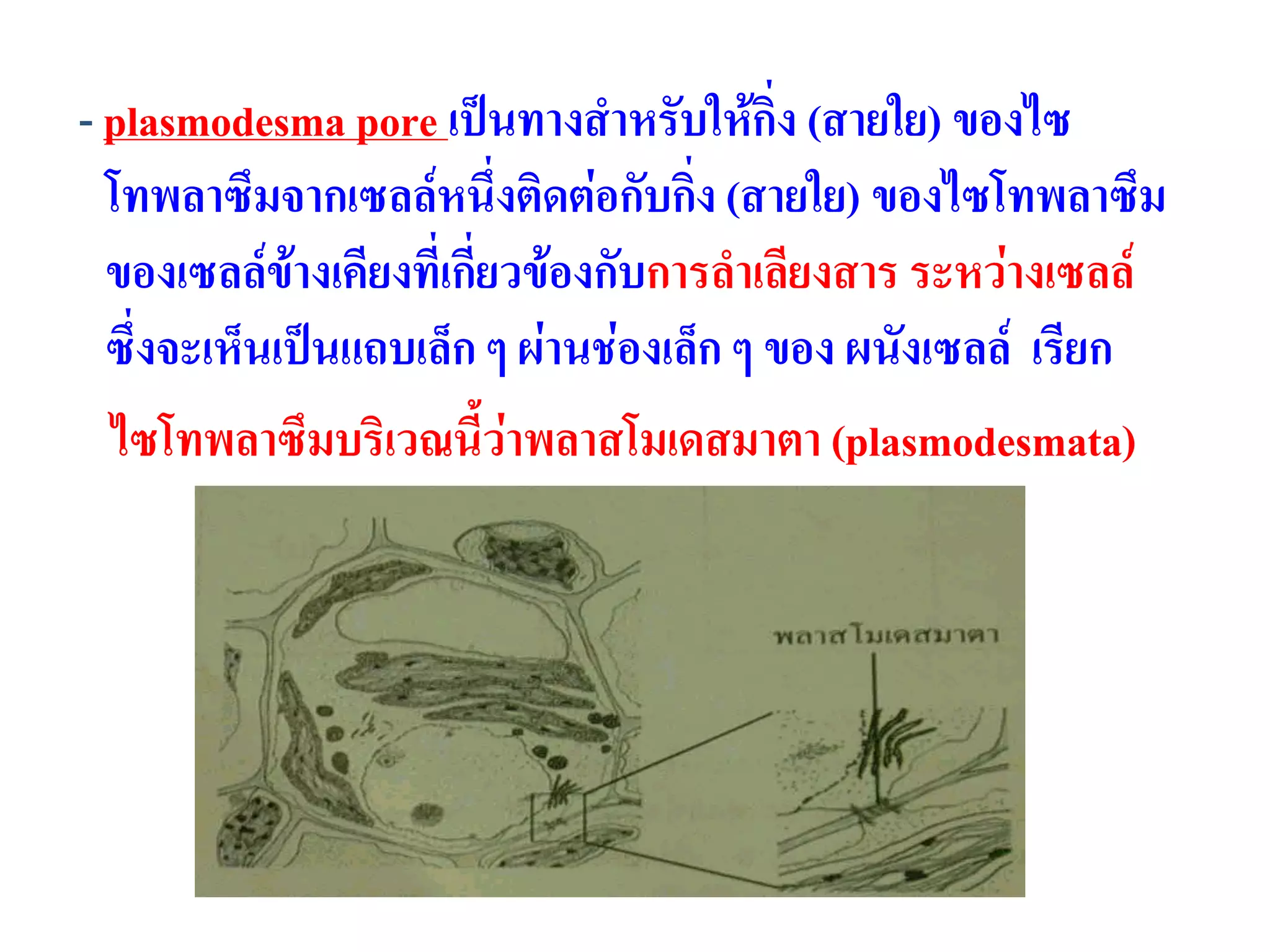 - plasmodesma pore เป็นทางสาหรับให้กิ่ง (สายใย) ของไซ
โทพลาซึมจากเซลล์หนึ่งติดต่อกับกิ่ง (สายใย) ของไซโทพลาซึม
ของเซลล์ข้างเคียงที่เกี่ยวข้องกับการลาเลียงสาร ระหว่างเซลล์
ซึ่งจะเห็นเป็นแถบเล็ก ๆ ผ่านช่องเล็ก ๆ ของ ผนังเซลล์ เรียก
ไซโทพลาซึมบริเวณนี้ว่าพลาสโมเดสมาตา (plasmodesmata)
 