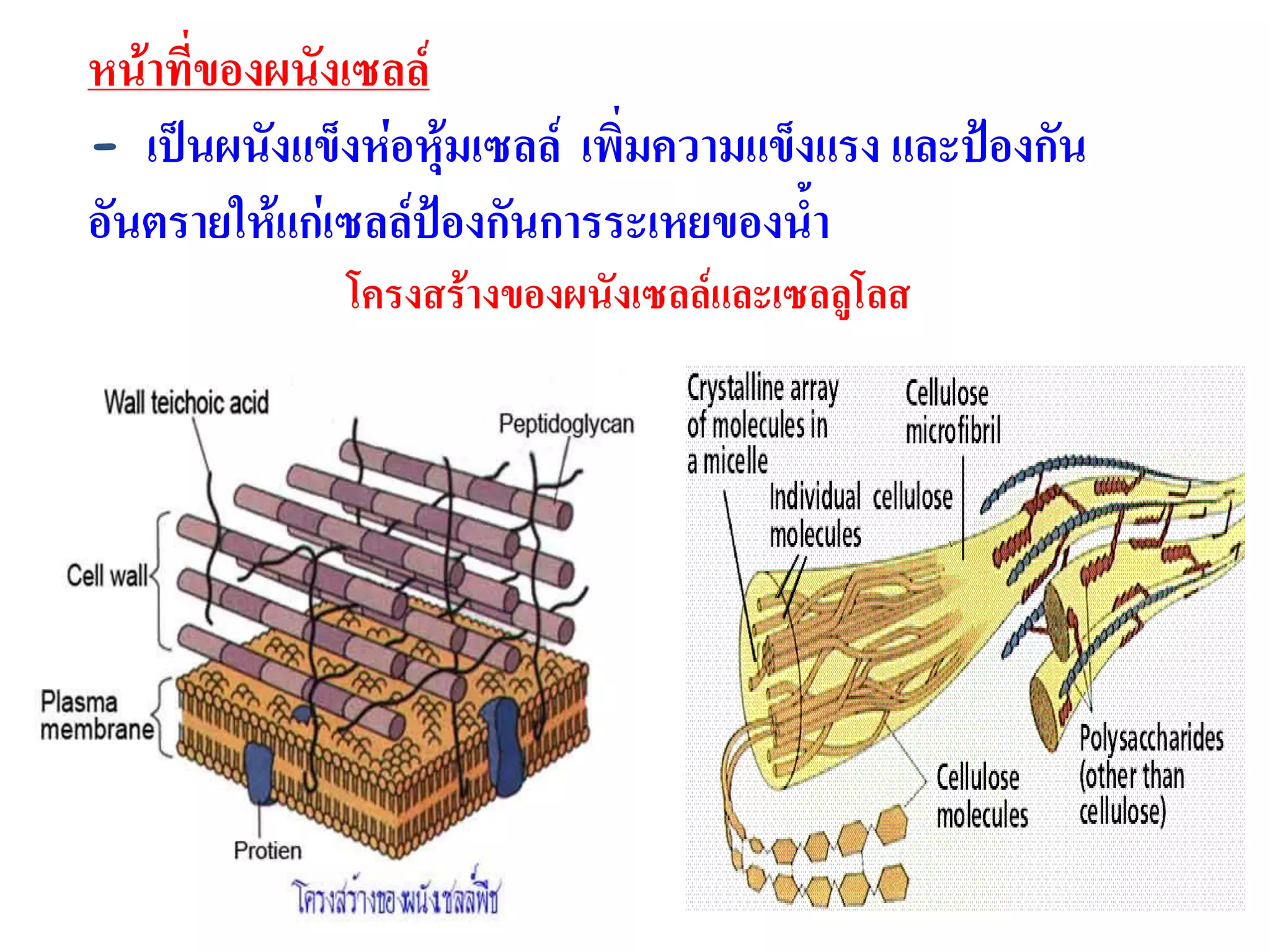 หน้าที่ของผนังเซลล์
- เป็นผนังแข็งห่อหุ้มเซลล์ เพิ่มความแข็งแรง และป้องกัน
อันตรายให้แก่เซลล์ป้องกันการระเหยของน้า
โครงสร้างของผนังเซลล์และเซลลูโลส
 