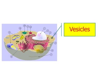 โครงสร้างเซลล์ (Cell Structure) | PDF
