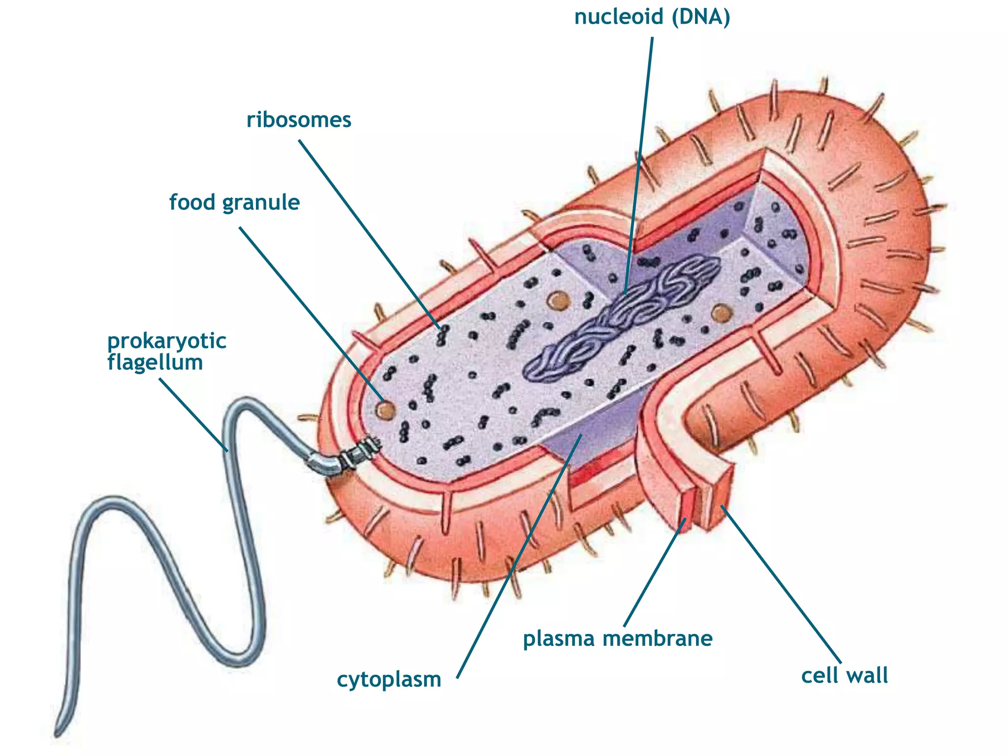 ribosomes
cell wall
plasma membrane
food granule
prokaryotic
flagellum
cytoplasm
nucleoid (DNA)
 