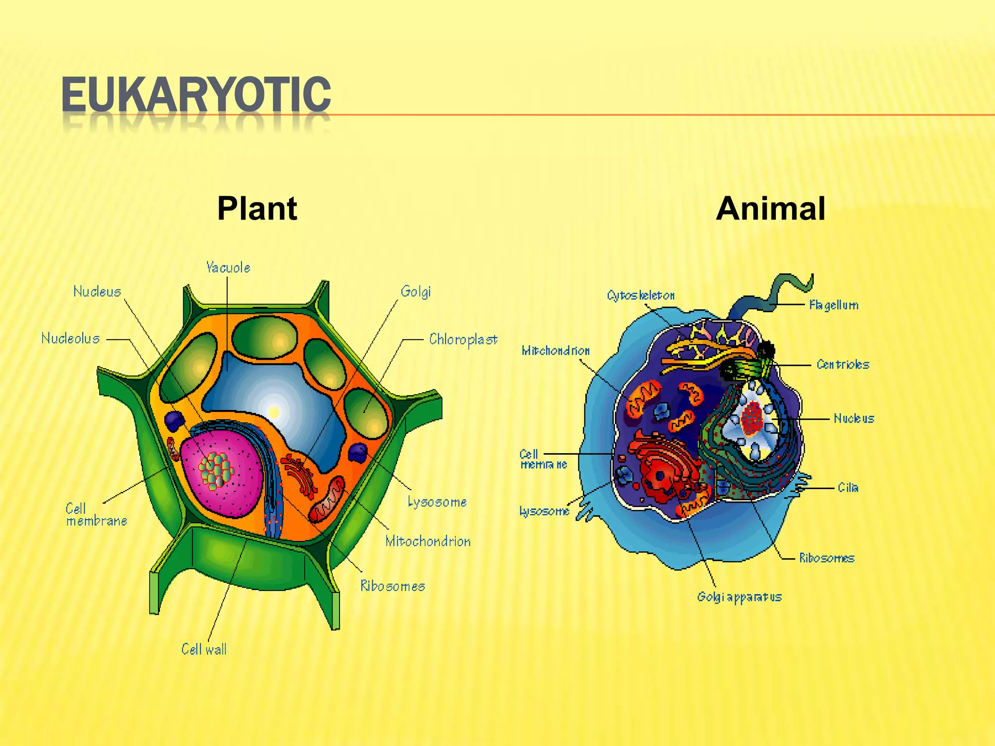 EUKARYOTIC
Plant Animal
 