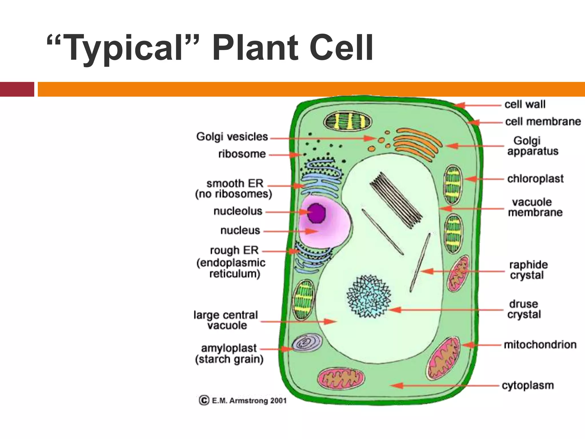 “Typical” Plant Cell
 