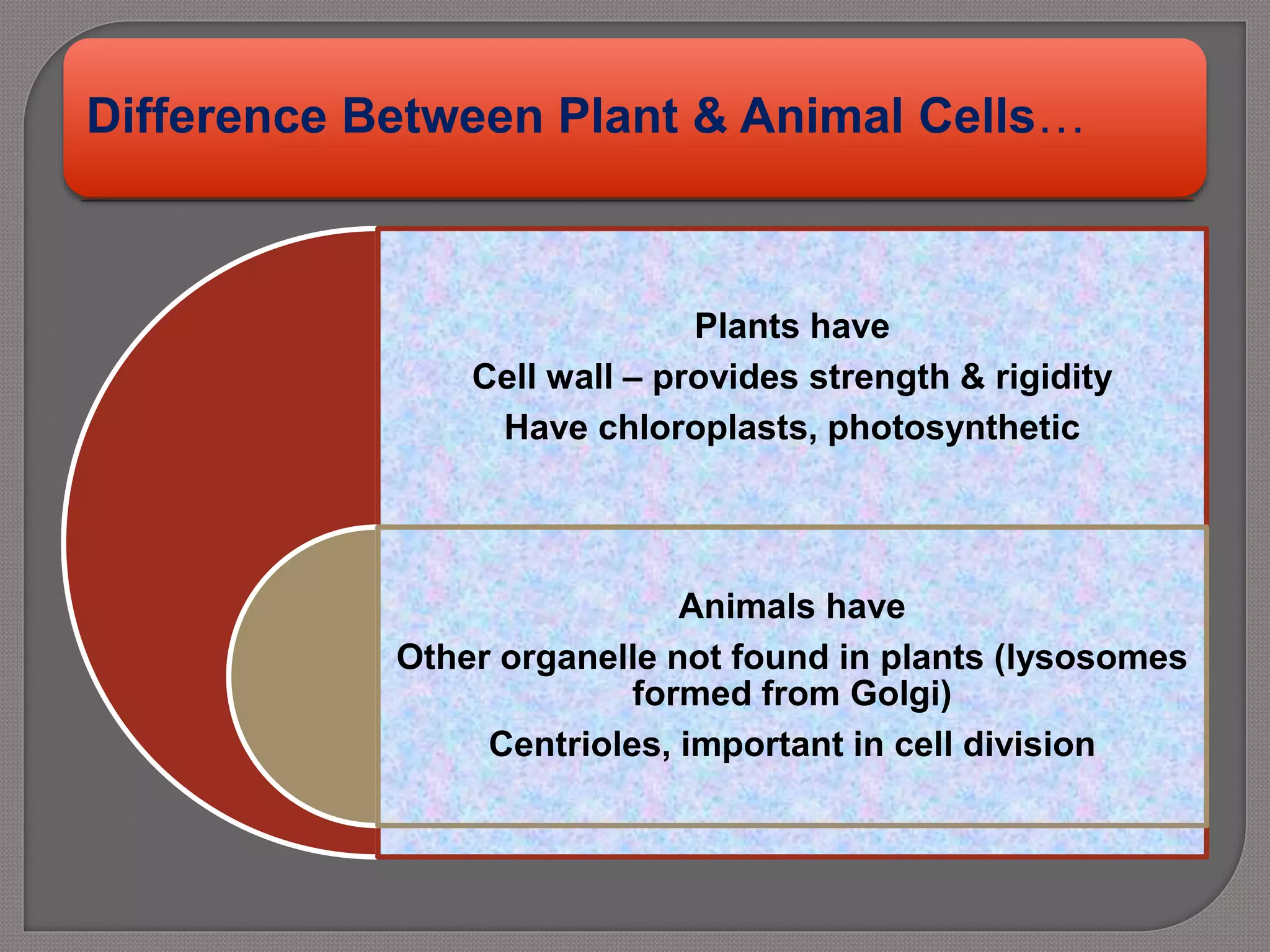 Difference Between Plant & Animal Cells…
Plants have
Cell wall – provides strength & rigidity
Have chloroplasts, photosynthetic
Animals have
Other organelle not found in plants (lysosomes
formed from Golgi)
Centrioles, important in cell division
 