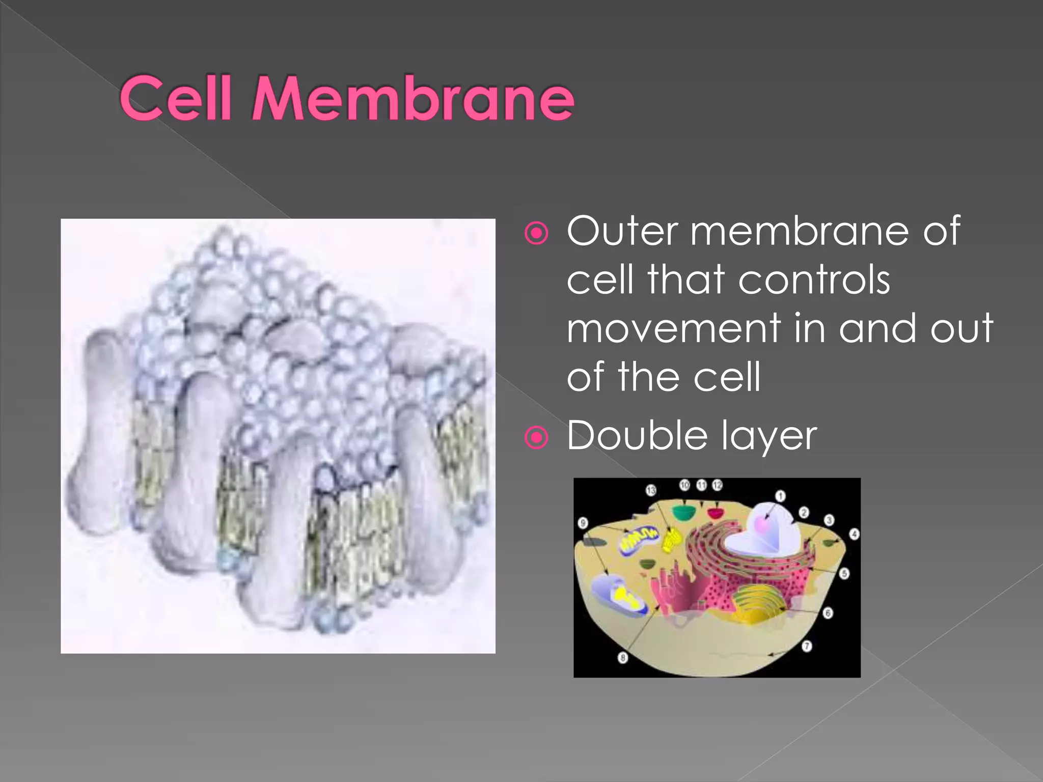  Outer membrane of
cell that controls
movement in and out
of the cell
 Double layer
 