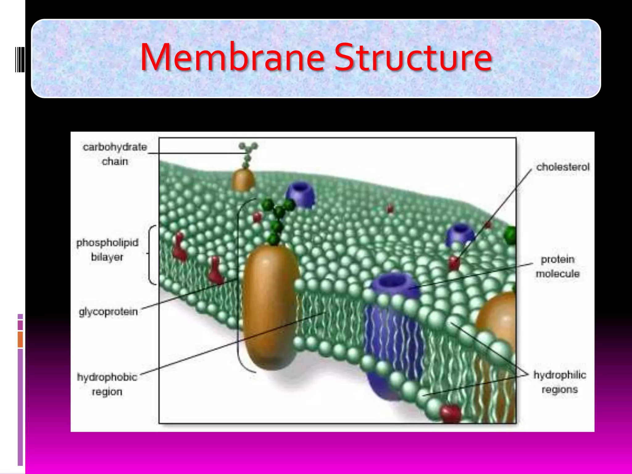 Membrane Structure
 
