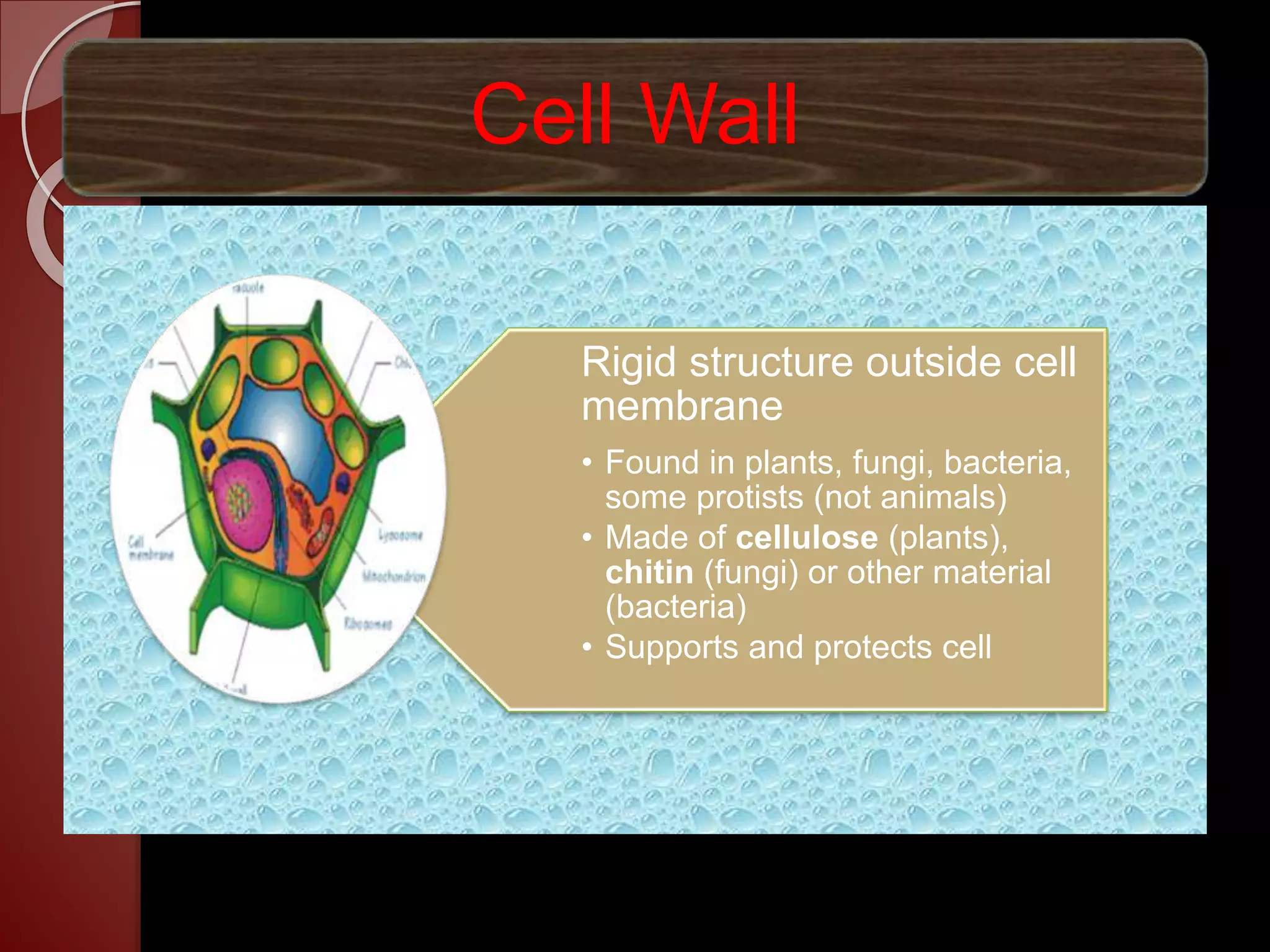 Cell Wall
Rigid structure outside cell
membrane
• Found in plants, fungi, bacteria,
some protists (not animals)
• Made of cellulose (plants),
chitin (fungi) or other material
(bacteria)
• Supports and protects cell
 