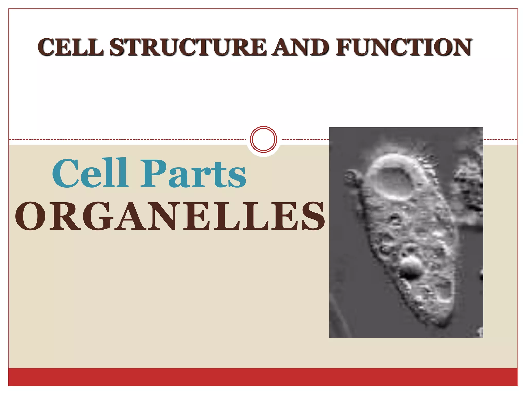 ORGANELLES
Cell Parts
CELL STRUCTURE AND FUNCTION
 