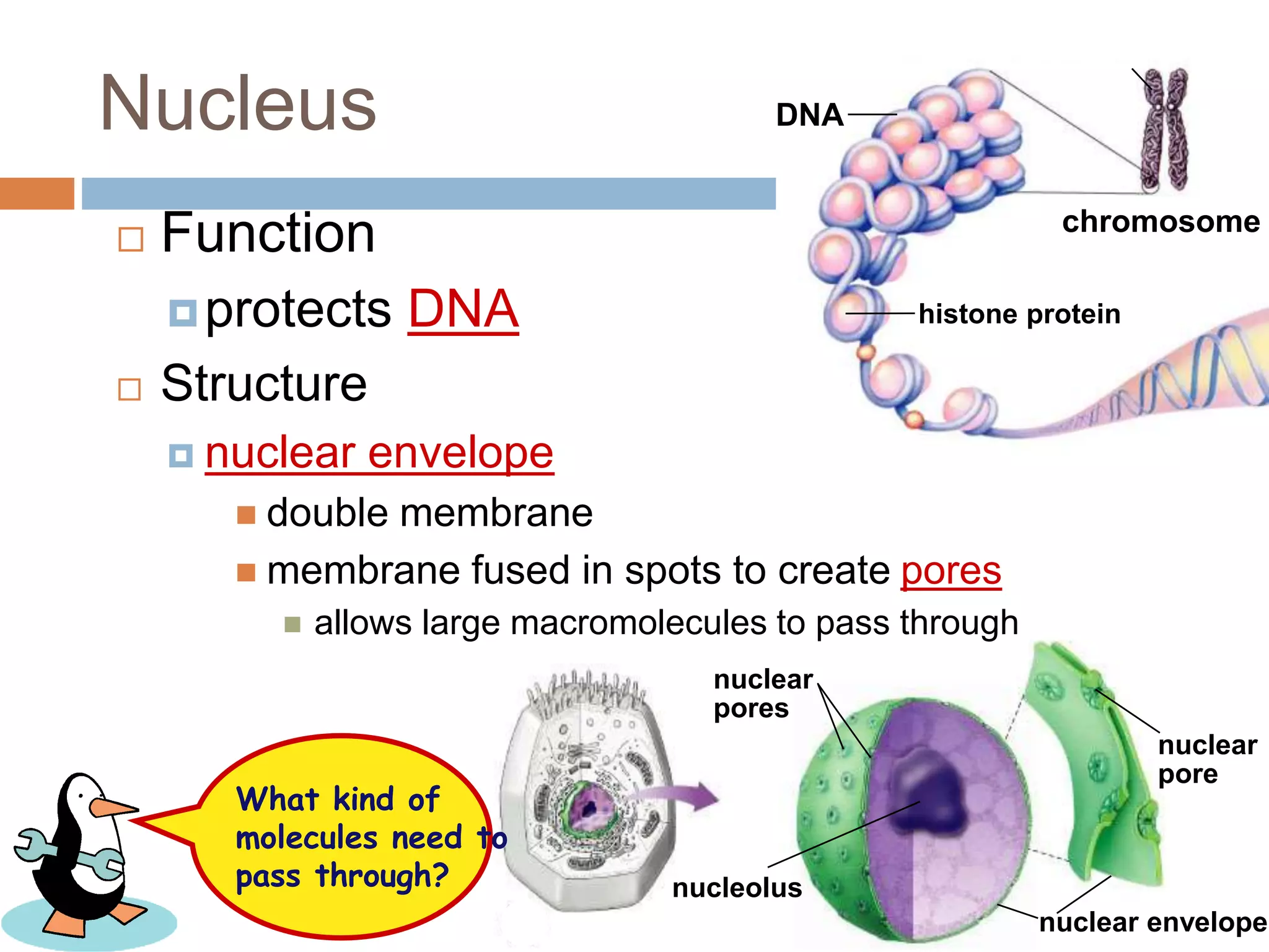 nuclear
pores
nuclear
pore
nuclear envelope
nucleolus
histone protein
chromosome
DNANucleus
 Function
protects DNA
 Structure
 nuclear envelope
 double membrane
 membrane fused in spots to create pores
 allows large macromolecules to pass through
What kind of
molecules need to
pass through?
 