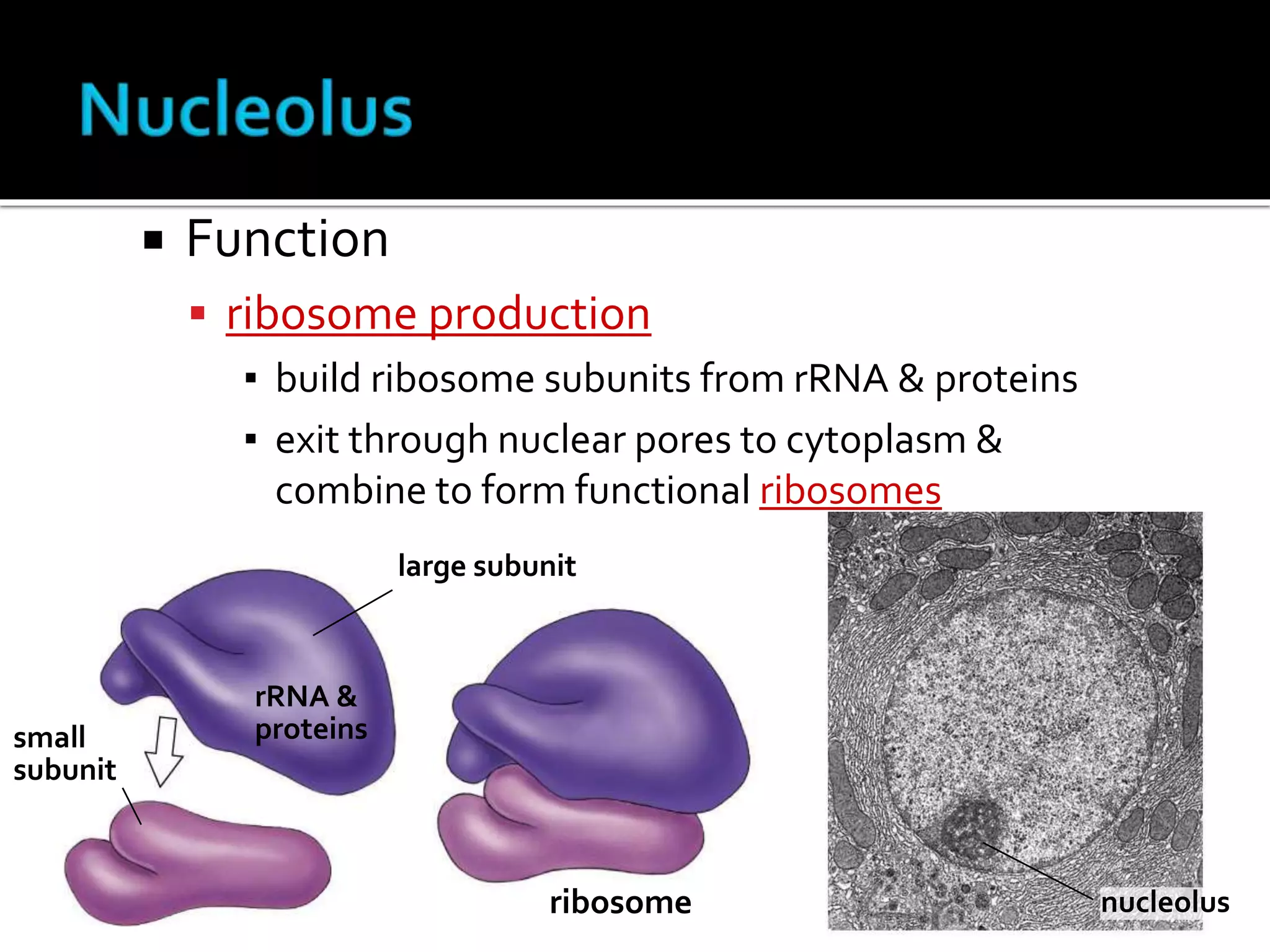  Function
 ribosome production
▪ build ribosome subunits from rRNA & proteins
▪ exit through nuclear pores to cytoplasm &
combine to form functional ribosomes
small
subunit
large subunit
ribosome
rRNA &
proteins
nucleolus
 