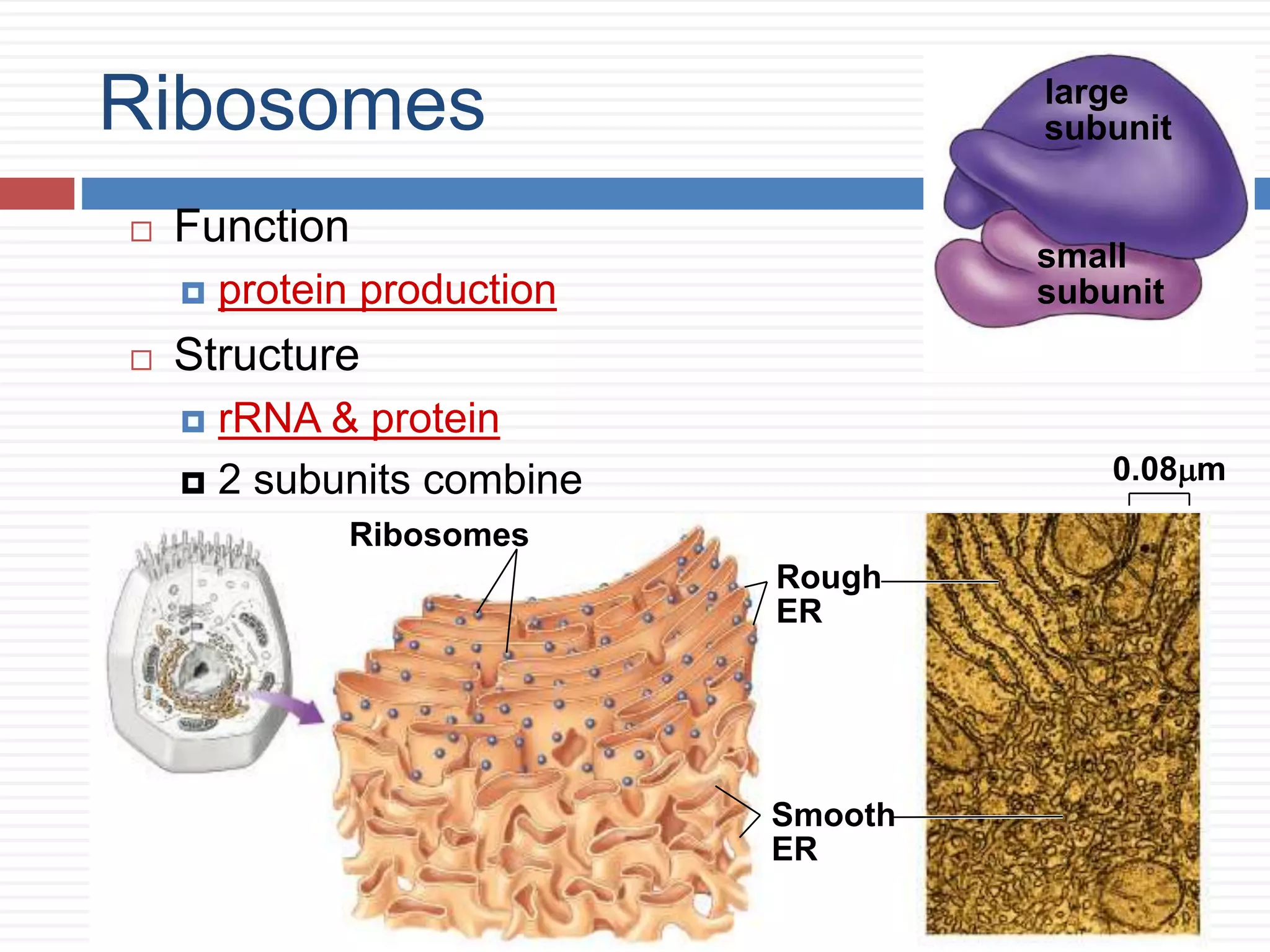 small
subunit
large
subunitRibosomes
 Function
 protein production
 Structure
 rRNA & protein
 2 subunits combine 0.08mm
Ribosomes
Rough
ER
Smooth
ER
 