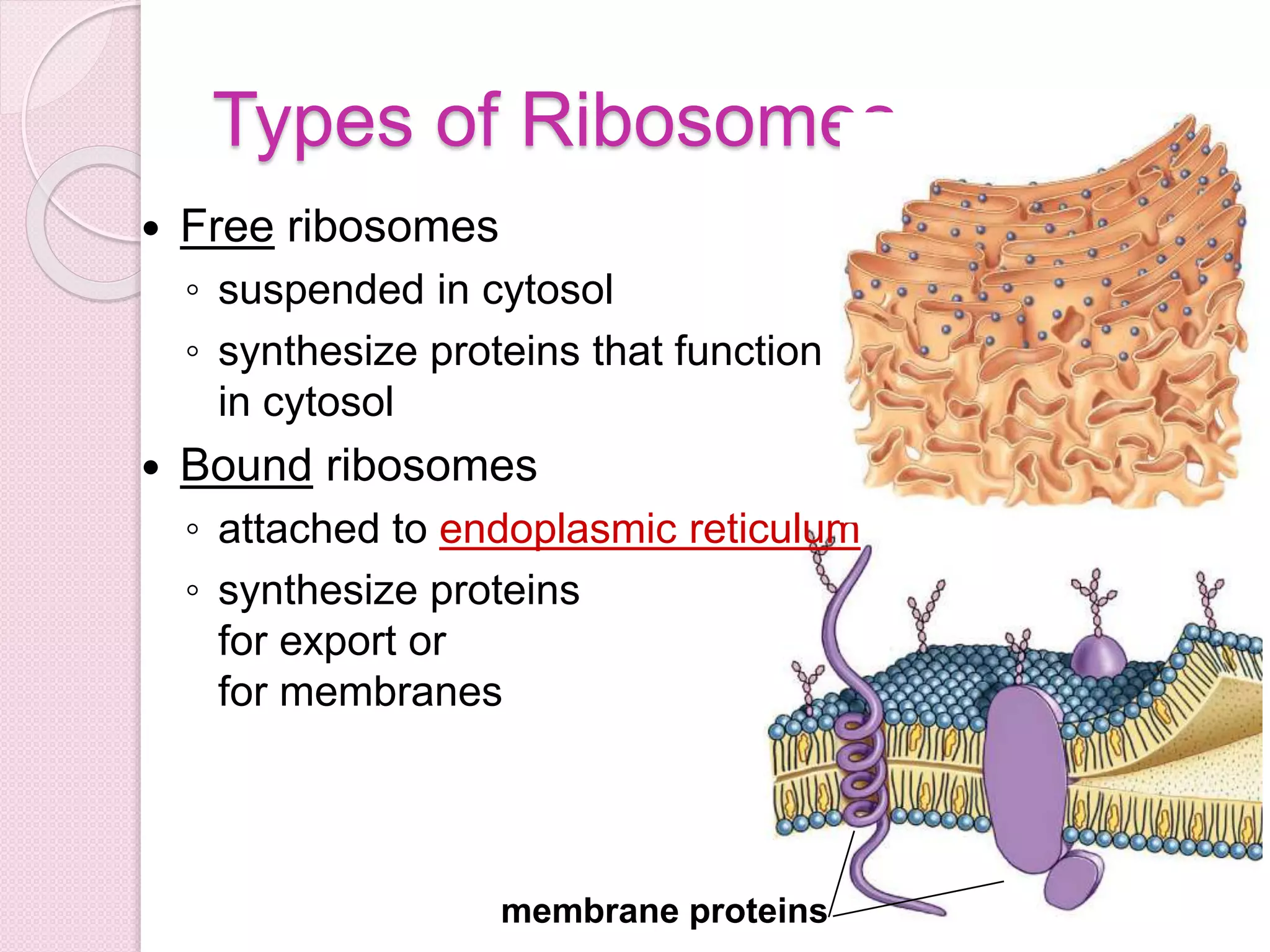 membrane proteins
Types of Ribosomes
 Free ribosomes
◦ suspended in cytosol
◦ synthesize proteins that function
in cytosol
 Bound ribosomes
◦ attached to endoplasmic reticulum
◦ synthesize proteins
for export or
for membranes
 
