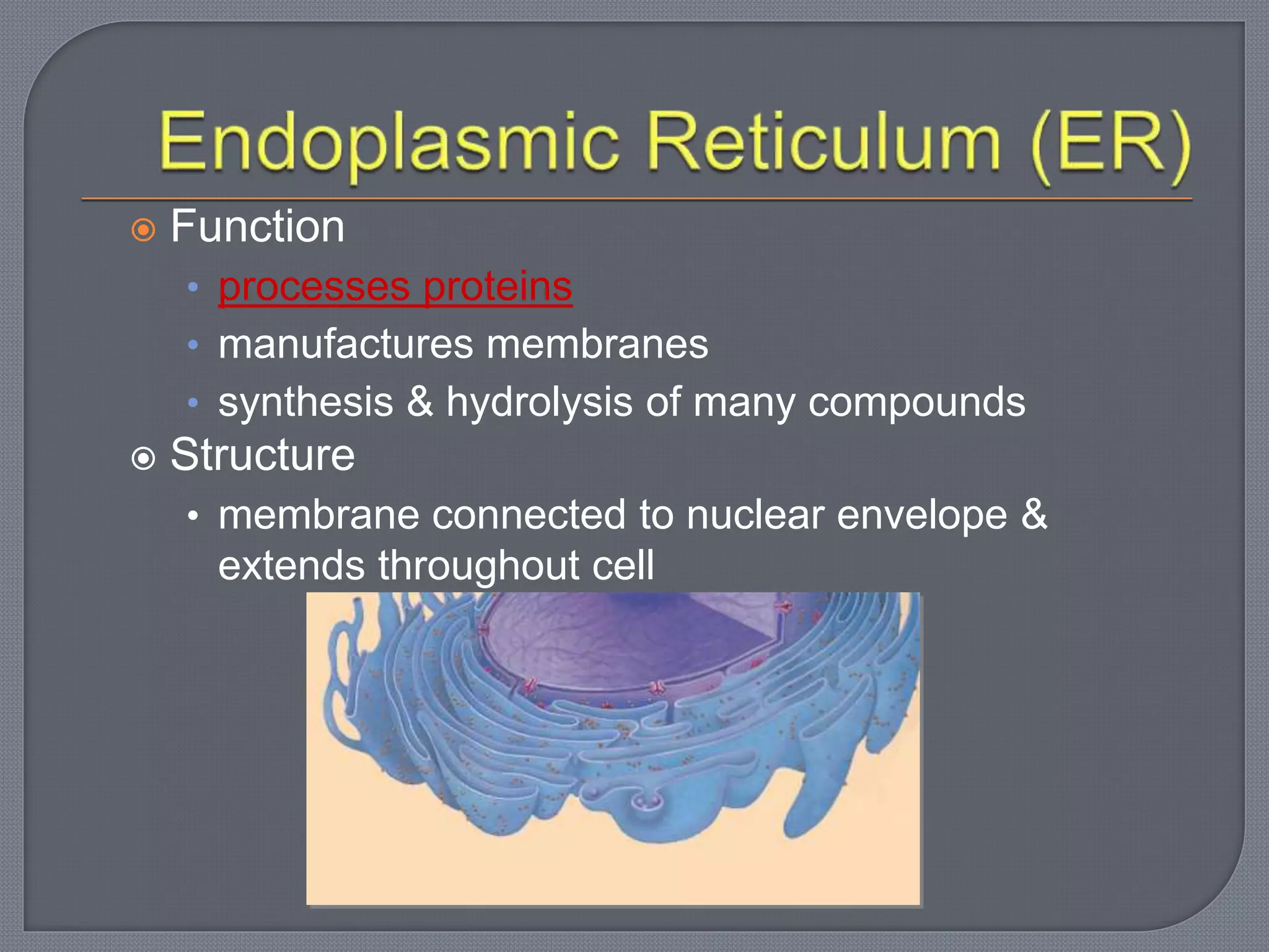  Function
• processes proteins
• manufactures membranes
• synthesis & hydrolysis of many compounds
 Structure
• membrane connected to nuclear envelope &
extends throughout cell
 