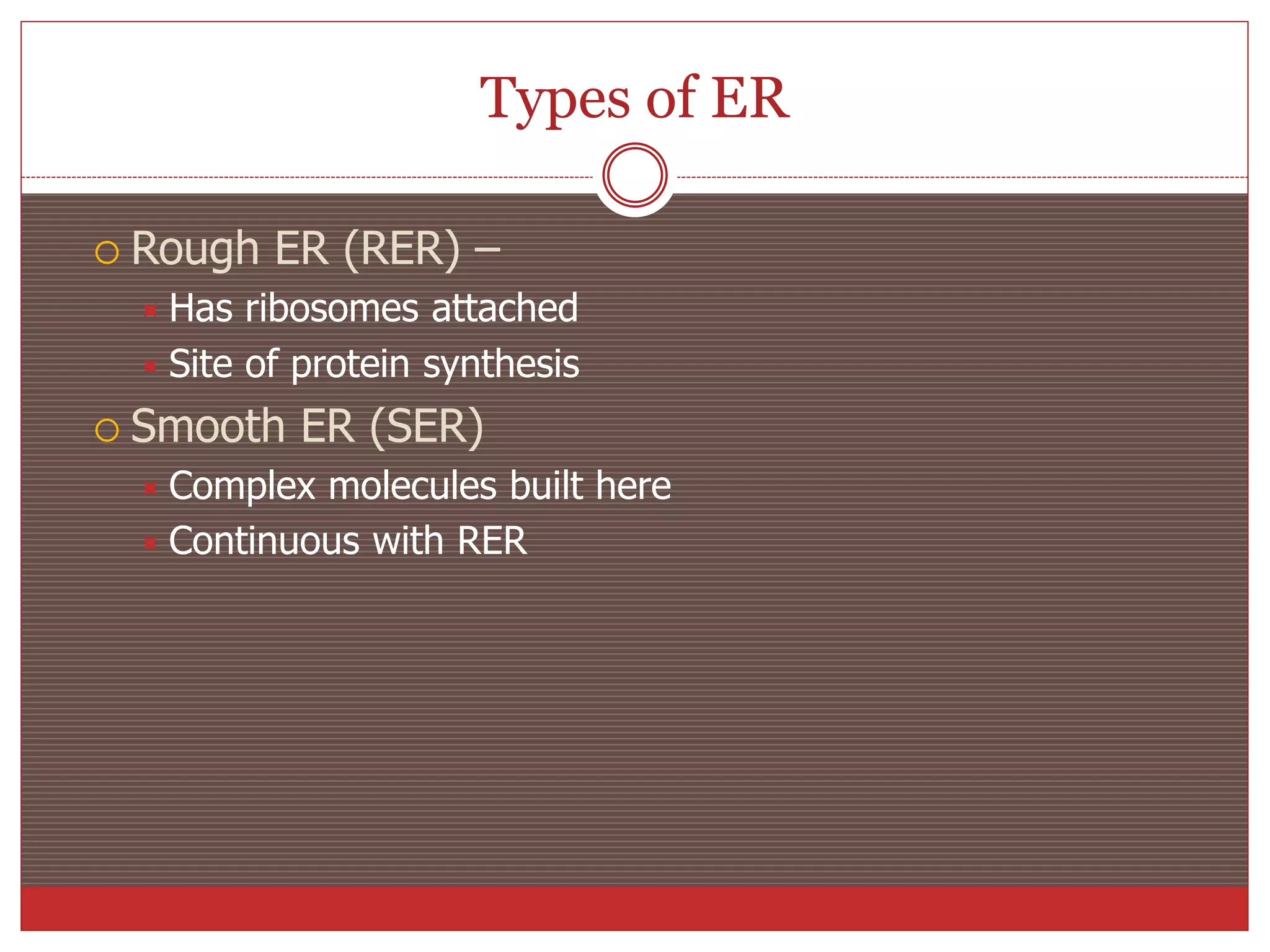Types of ER
 Rough ER (RER) –
 Has ribosomes attached
 Site of protein synthesis
 Smooth ER (SER)
 Complex molecules built here
 Continuous with RER
 