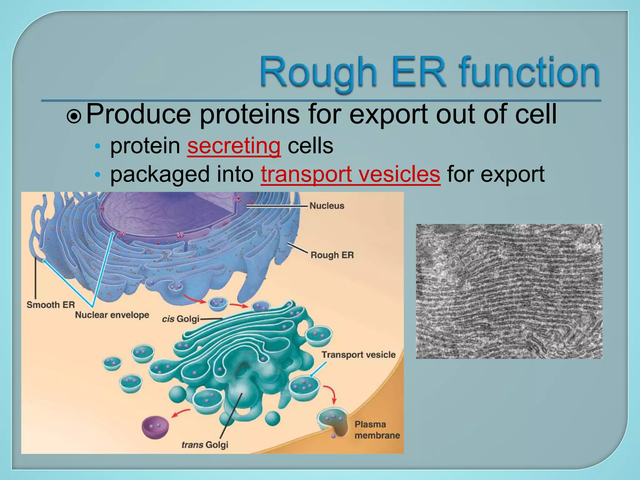Produce proteins for export out of cell
• protein secreting cells
• packaged into transport vesicles for export
 