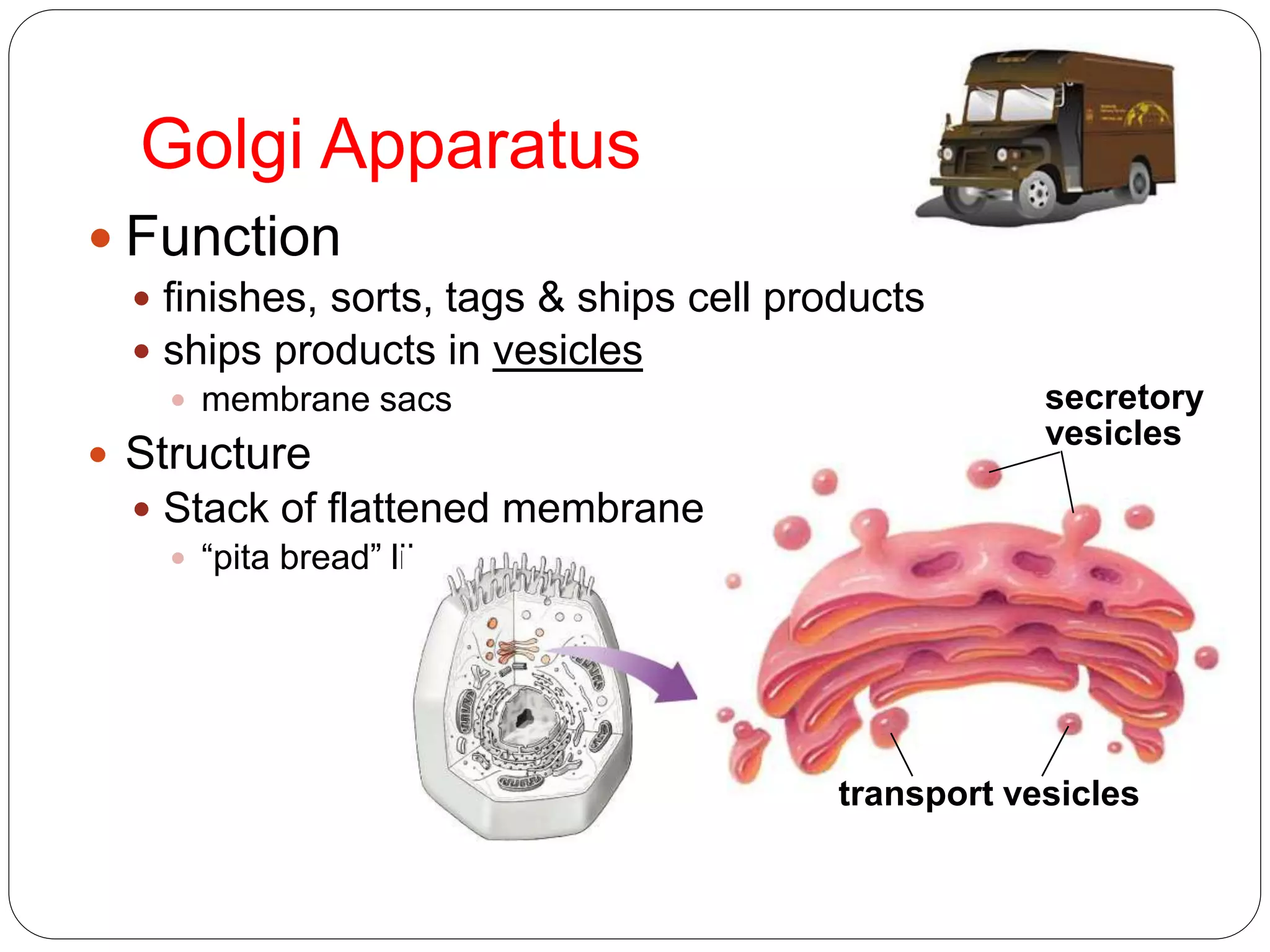 Golgi Apparatus
 Function
 finishes, sorts, tags & ships cell products
 ships products in vesicles
 membrane sacs
 Structure
 Stack of flattened membranes
 “pita bread” like
transport vesicles
secretory
vesicles
 