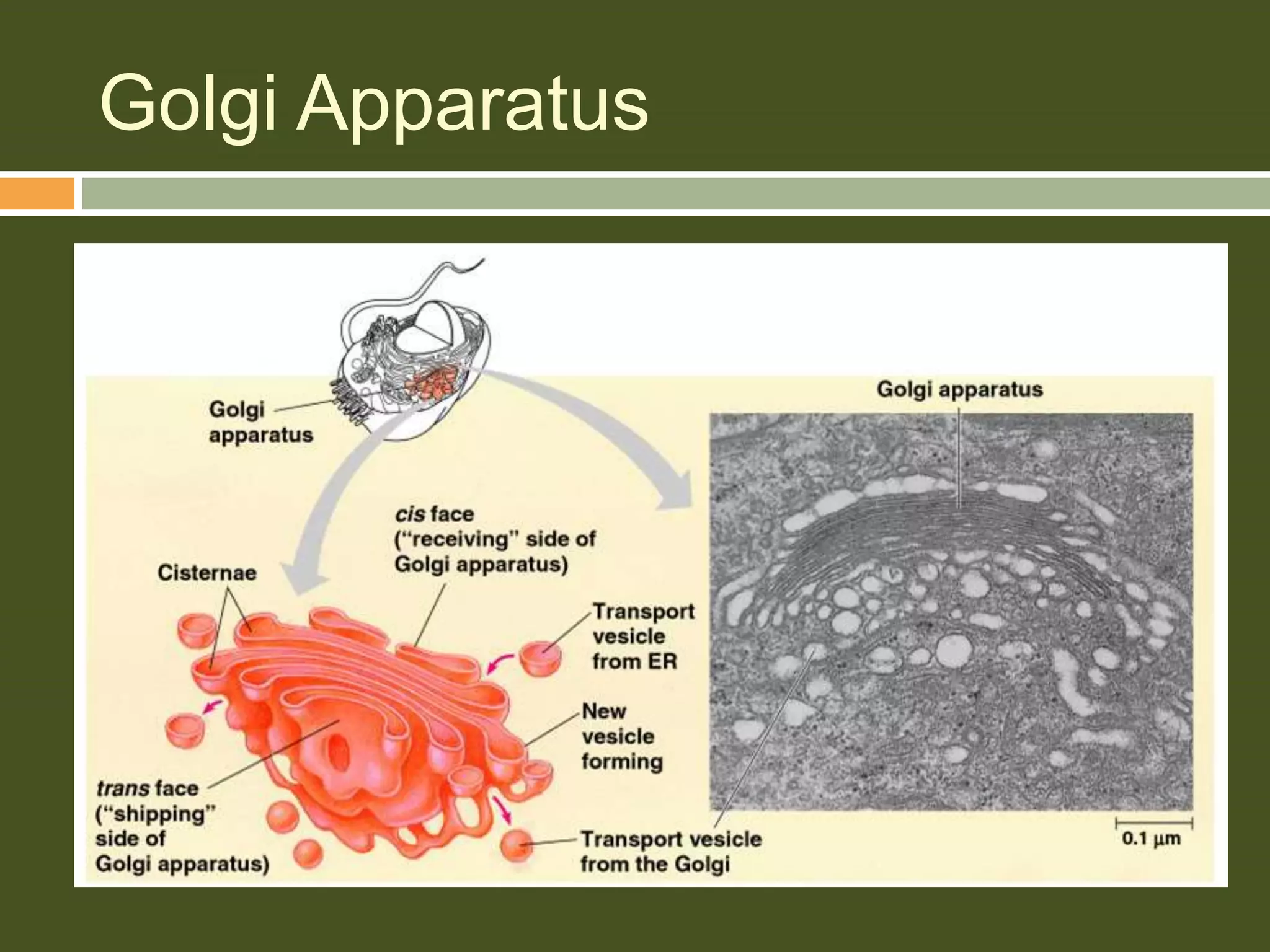 Golgi Apparatus
 