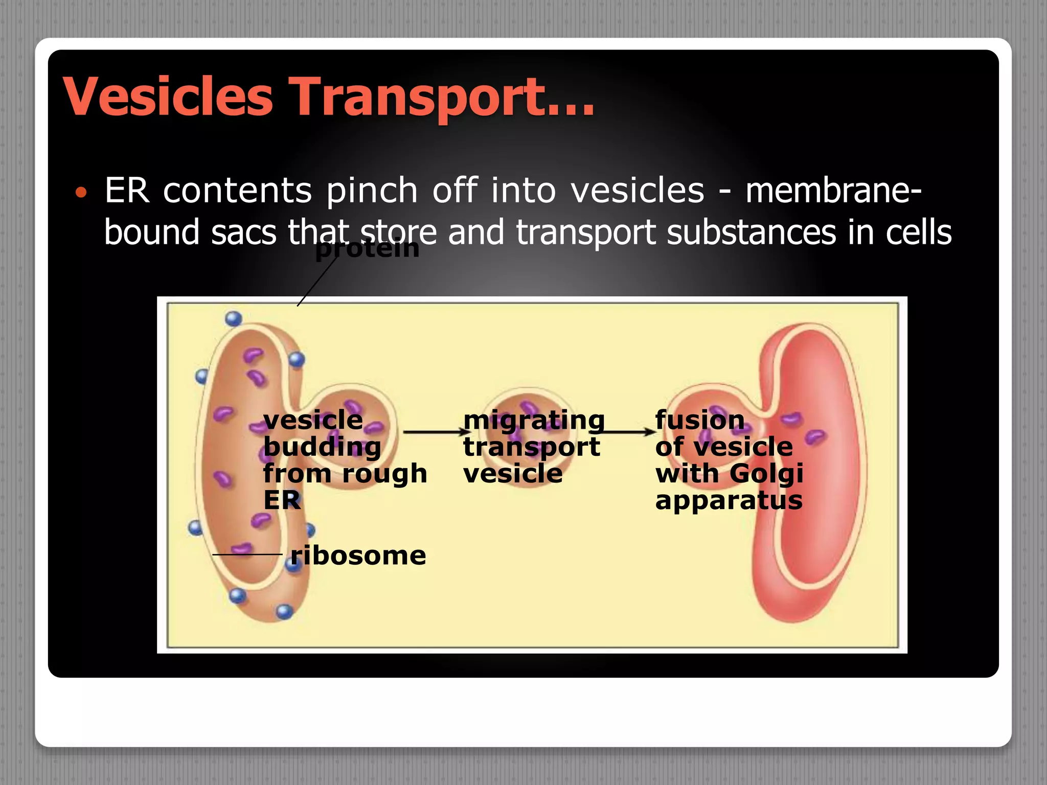 Vesicles Transport…
 ER contents pinch off into vesicles - membrane-
bound sacs that store and transport substances in cells
vesicle
budding
from rough
ER
fusion
of vesicle
with Golgi
apparatus
migrating
transport
vesicle
protein
ribosome
 