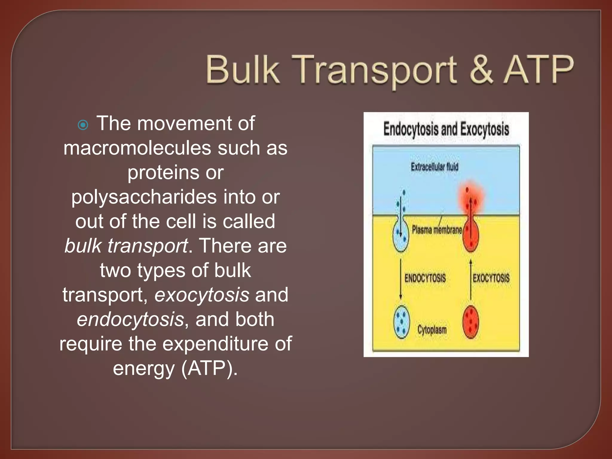  The movement of
macromolecules such as
proteins or
polysaccharides into or
out of the cell is called
bulk transport. There are
two types of bulk
transport, exocytosis and
endocytosis, and both
require the expenditure of
energy (ATP).
 