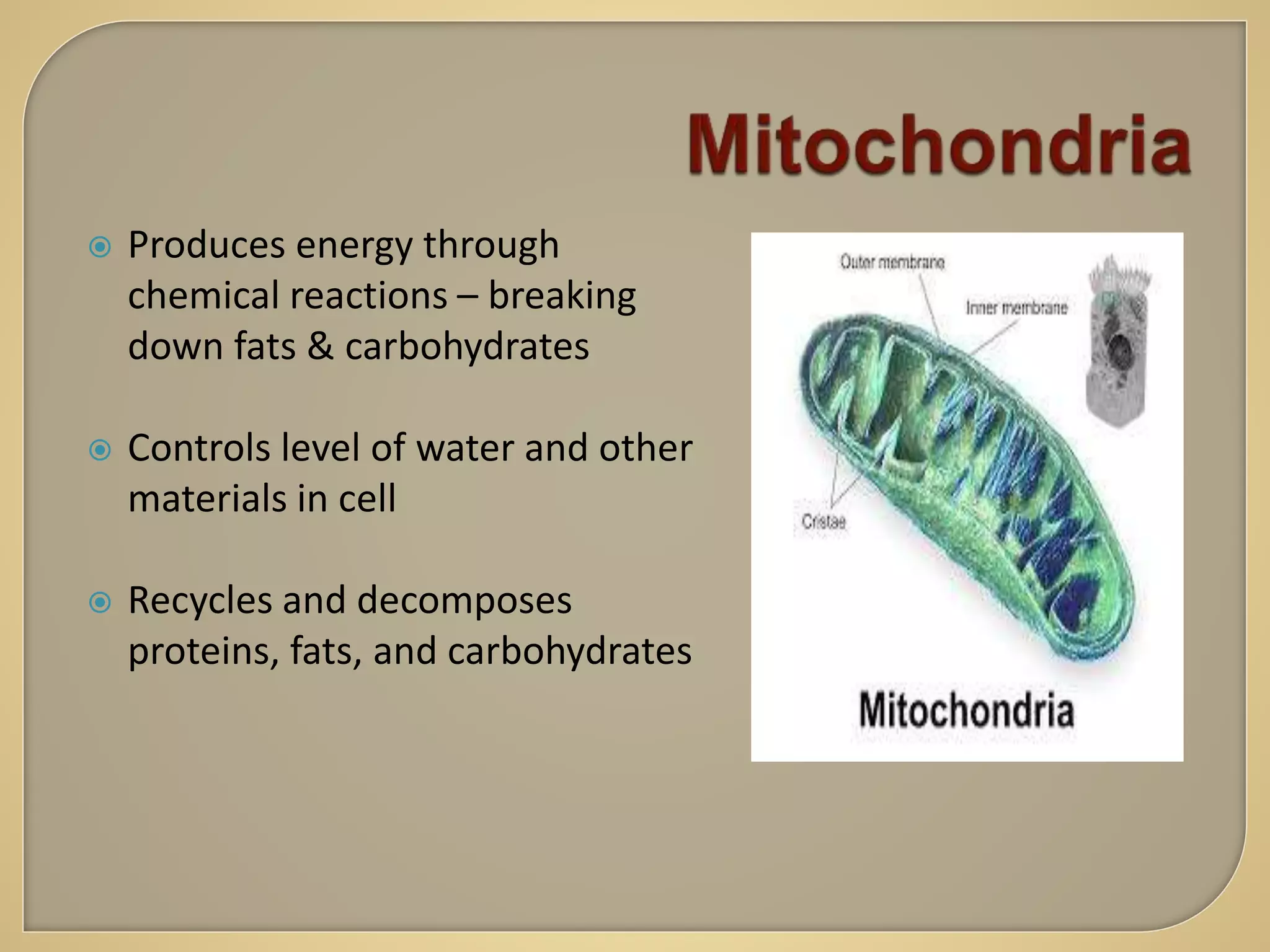  Produces energy through
chemical reactions – breaking
down fats & carbohydrates
 Controls level of water and other
materials in cell
 Recycles and decomposes
proteins, fats, and carbohydrates
 