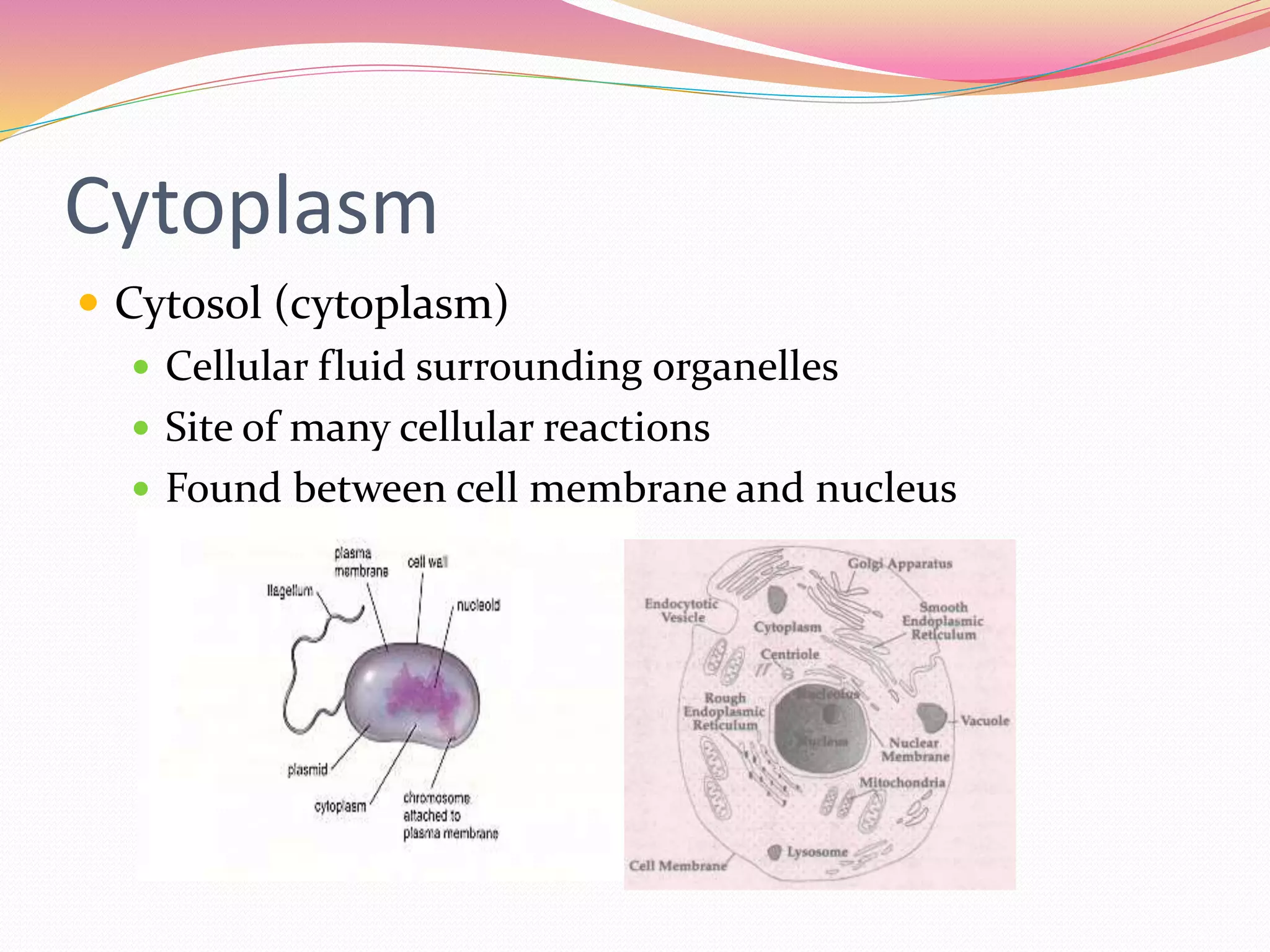 Cytoplasm
 Cytosol (cytoplasm)
 Cellular fluid surrounding organelles
 Site of many cellular reactions
 Found between cell membrane and nucleus
 