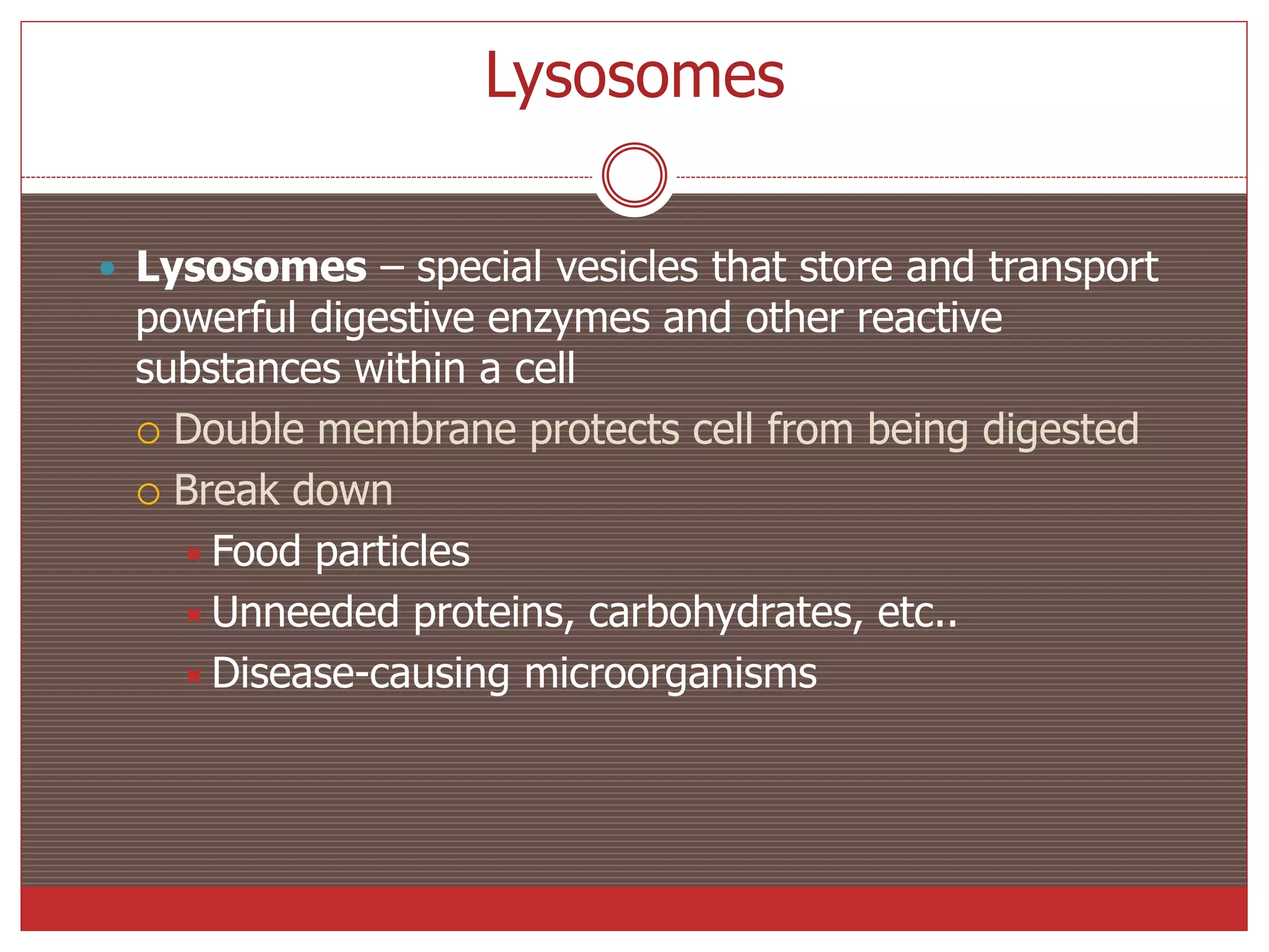 Lysosomes
 Lysosomes – special vesicles that store and transport
powerful digestive enzymes and other reactive
substances within a cell
 Double membrane protects cell from being digested
 Break down
Food particles
Unneeded proteins, carbohydrates, etc..
Disease-causing microorganisms
 